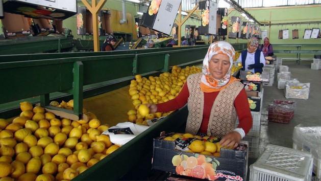 Türkiye’s citrus exports hit $475 million in four months
