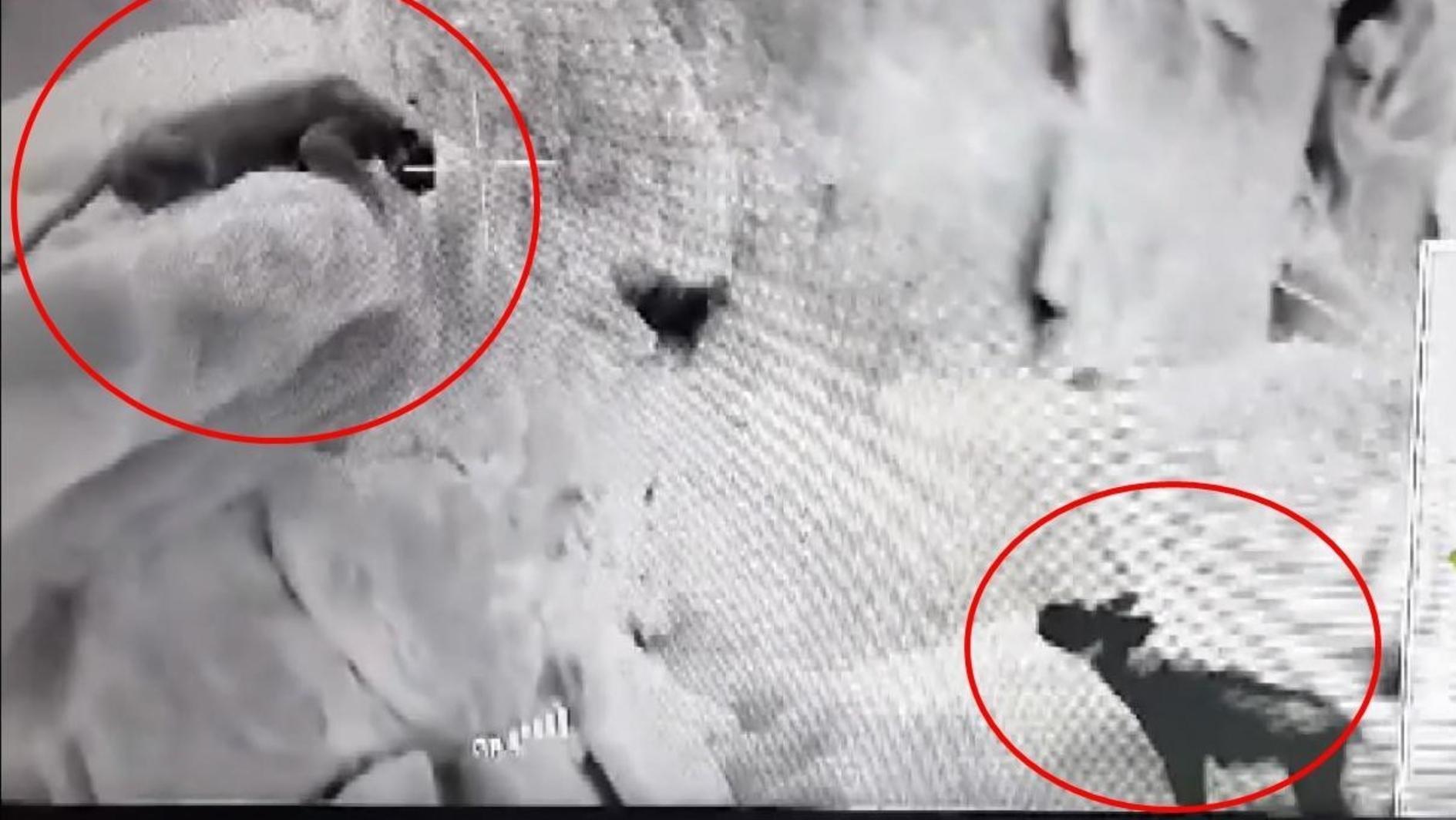 Endangered species encounter on Mount Cudi captured