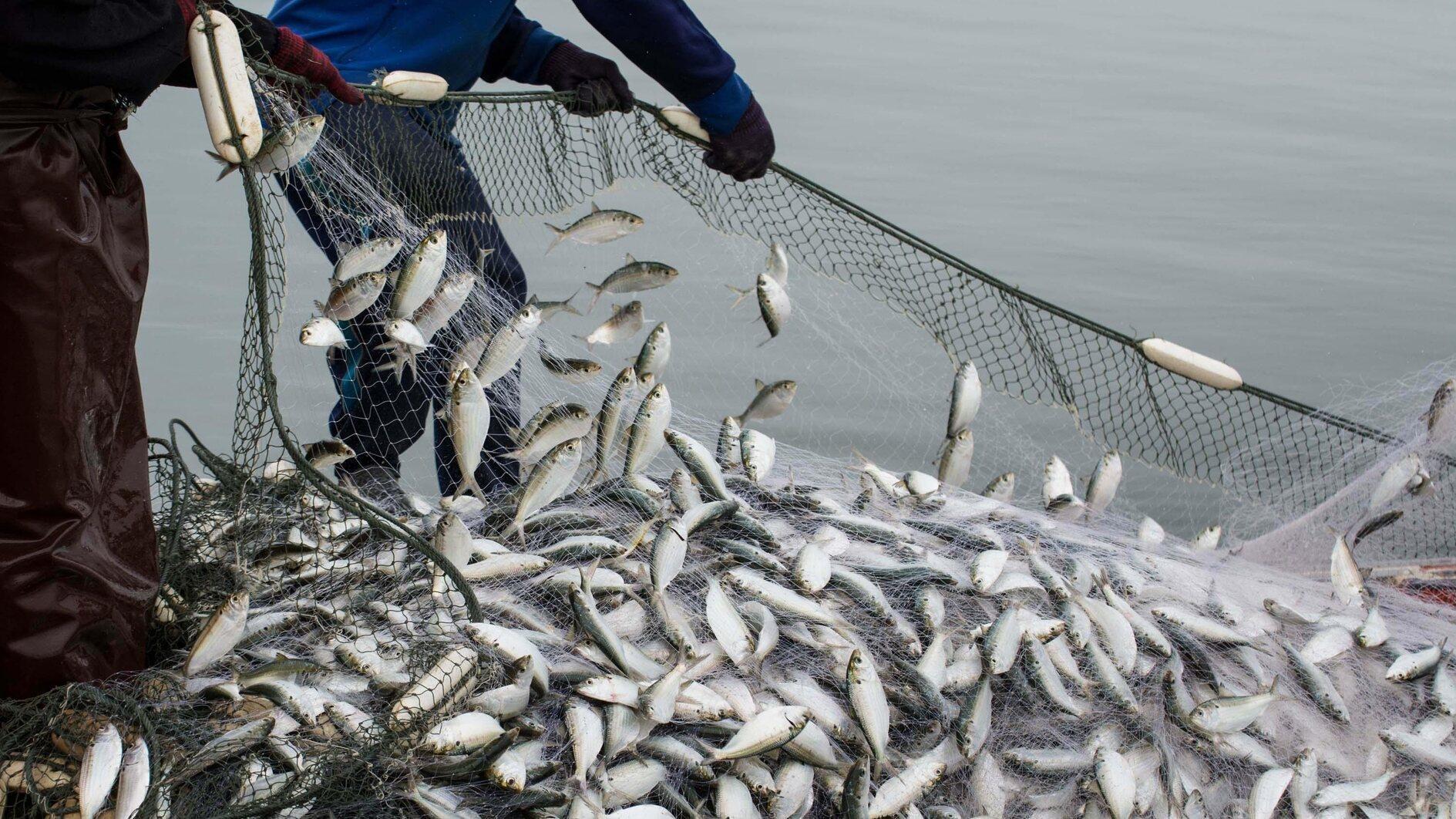 Aquaculture export increases by 65 percent in 5 years