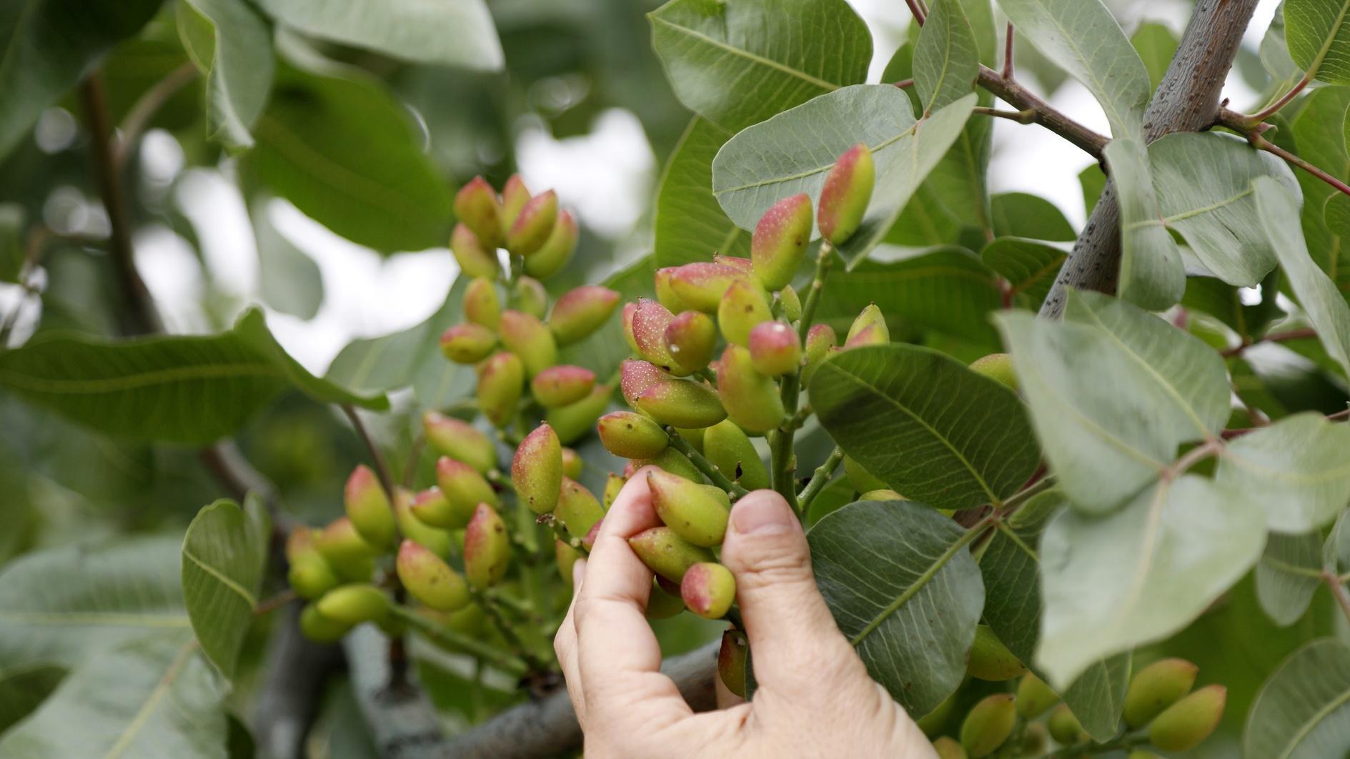 Antalya’s arid lands yield exquisite pistachios