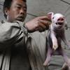 WHO declares swine flu pandemic, raises alert to highest level