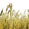 Forecast for Turkish wheat raised by US