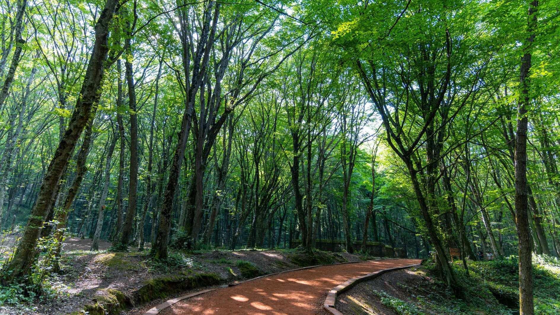 Istanbul bans entry to forests to prevent fires