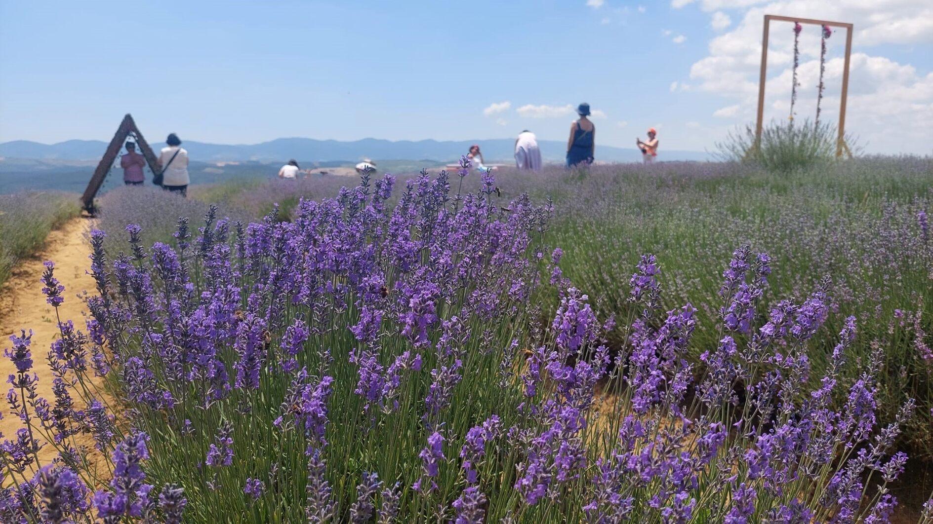 Lush purple fields attract visitors