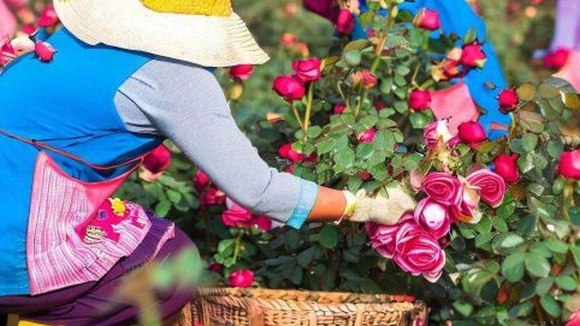 The taste and the name of the rose