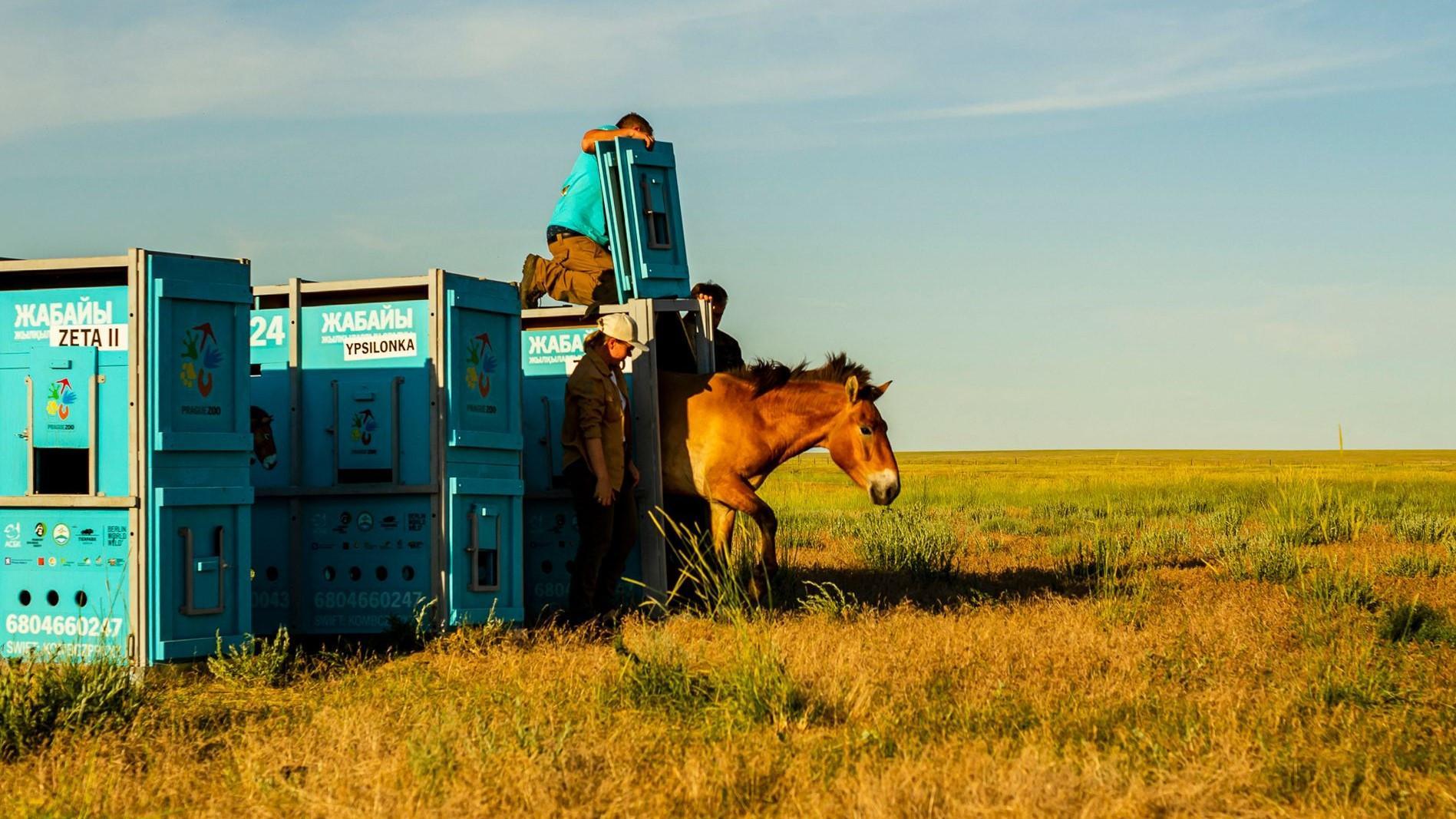 Wild horse species returns to the Kazakh steppes