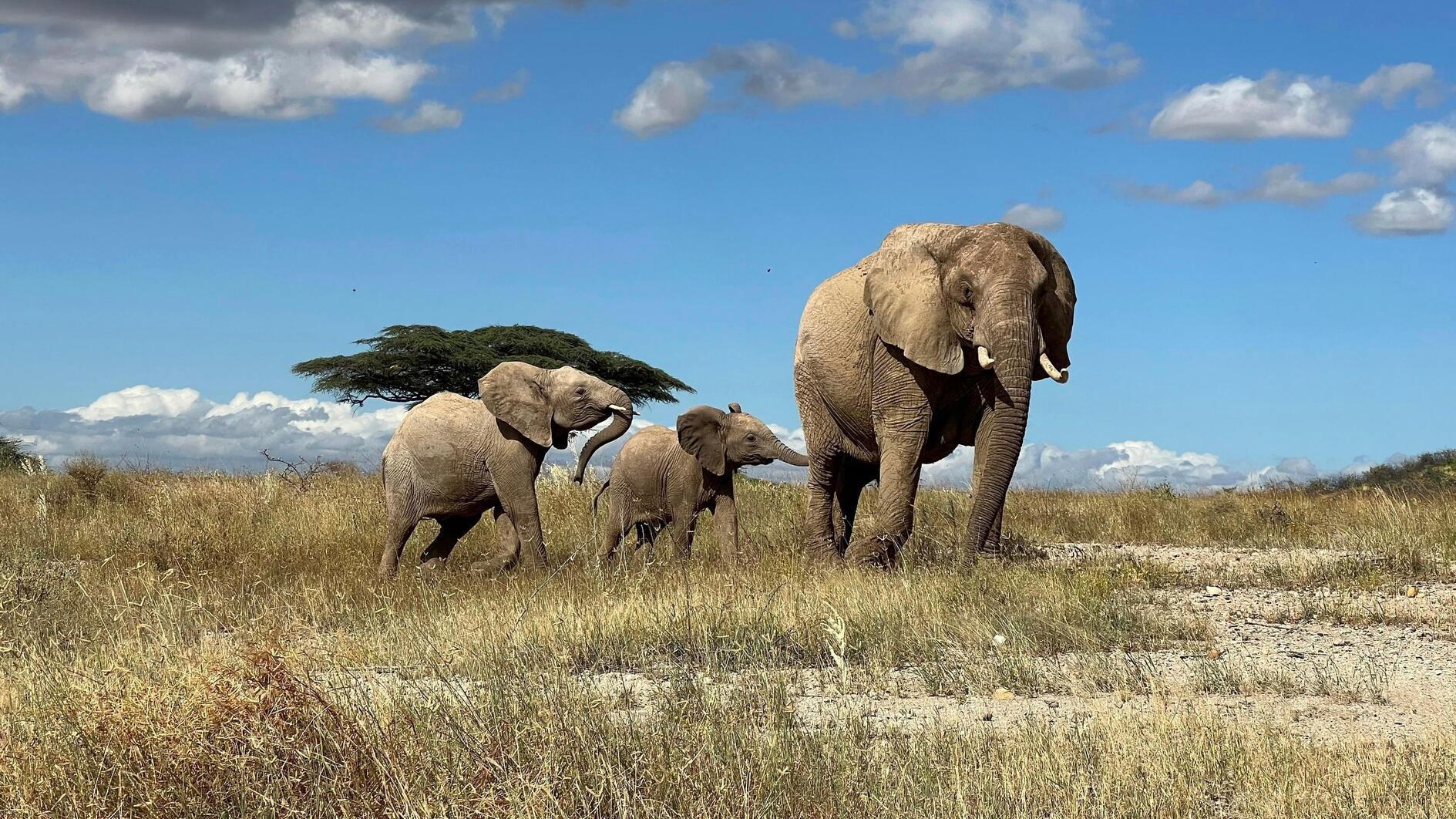 Elephants call each other by name, study finds