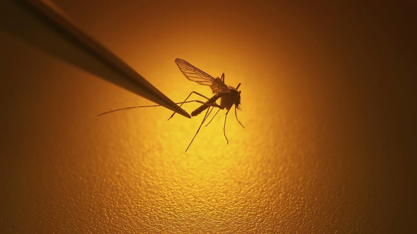 Dengue, mosquito-borne diseases rising in Europe
