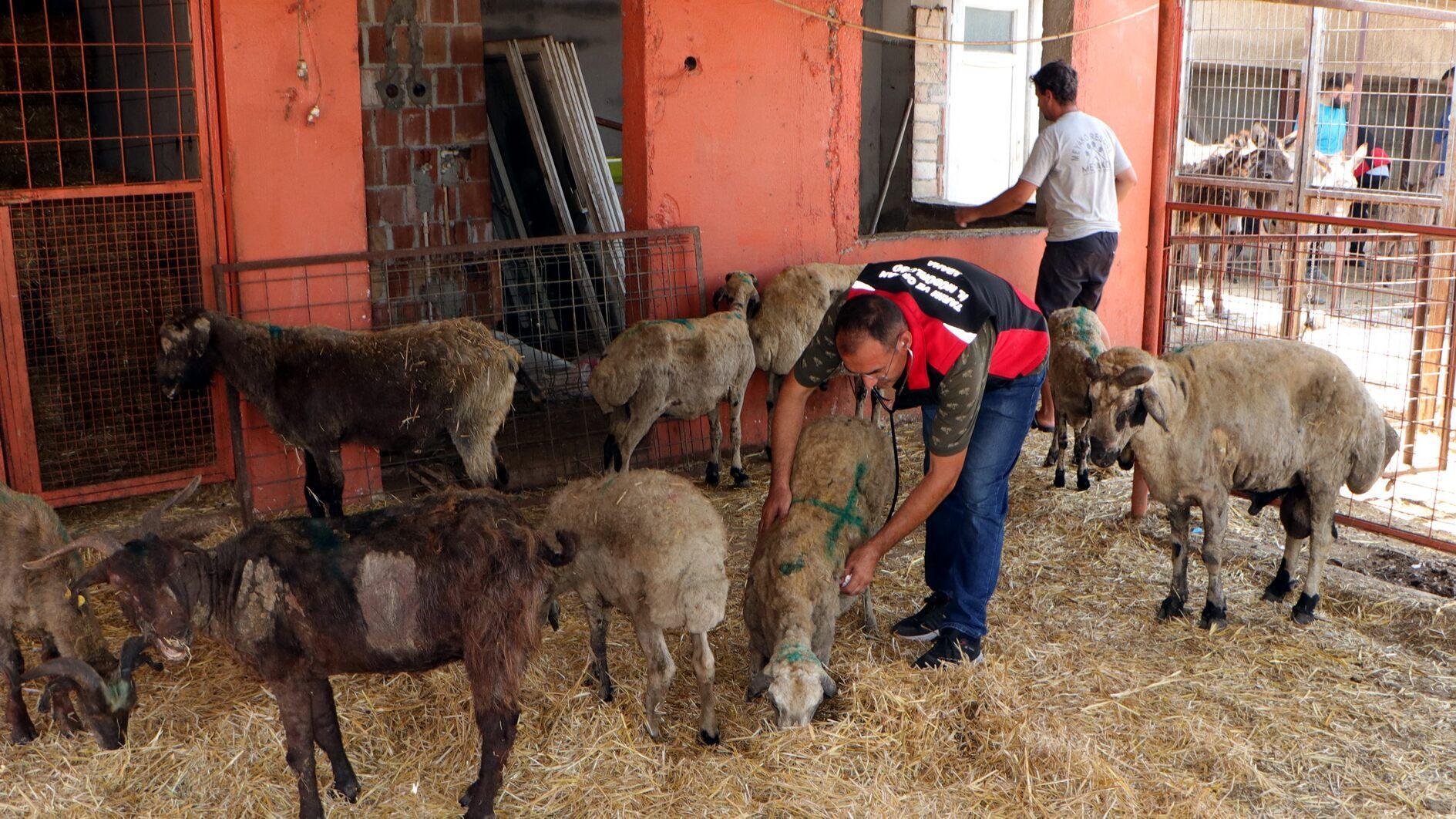 Vets provide medical, mental care to wildfire-affected animals