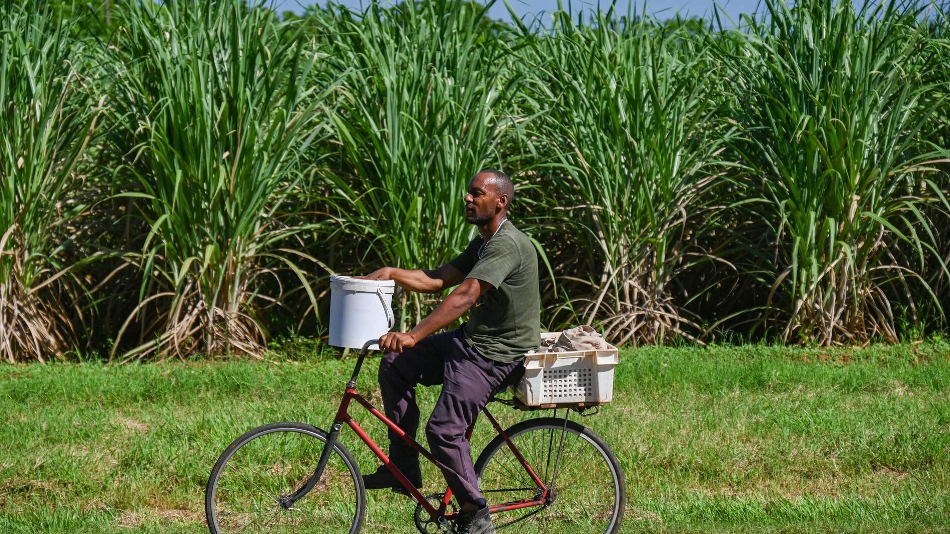 Fuel shortages a bitter pill for Cubas sugar cane producers