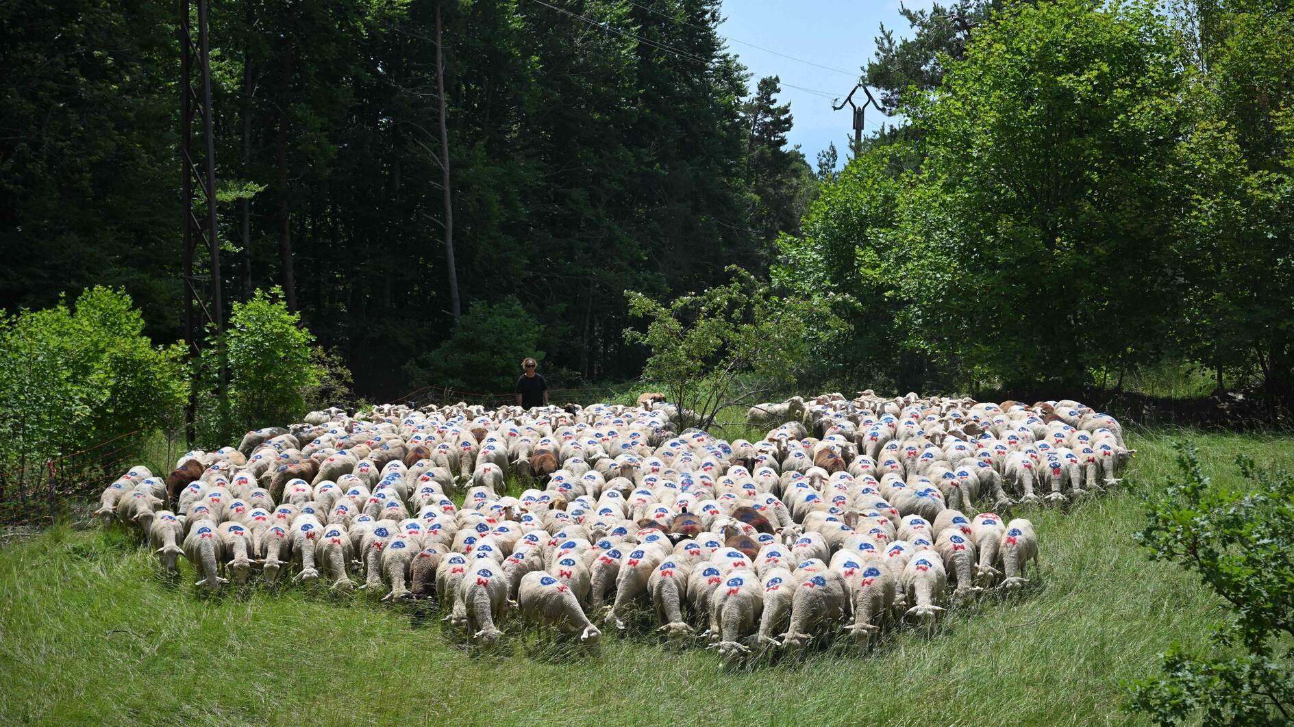 Denmark to introduce worlds first livestock carbon tax