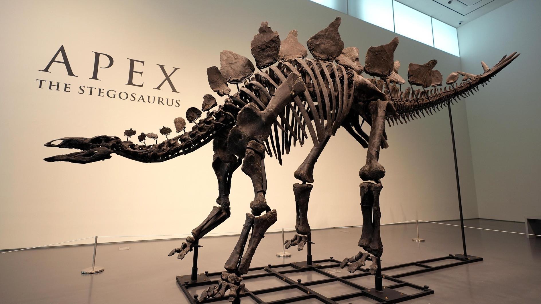 Stegosaurus skeleton to fetch millions at New York auction