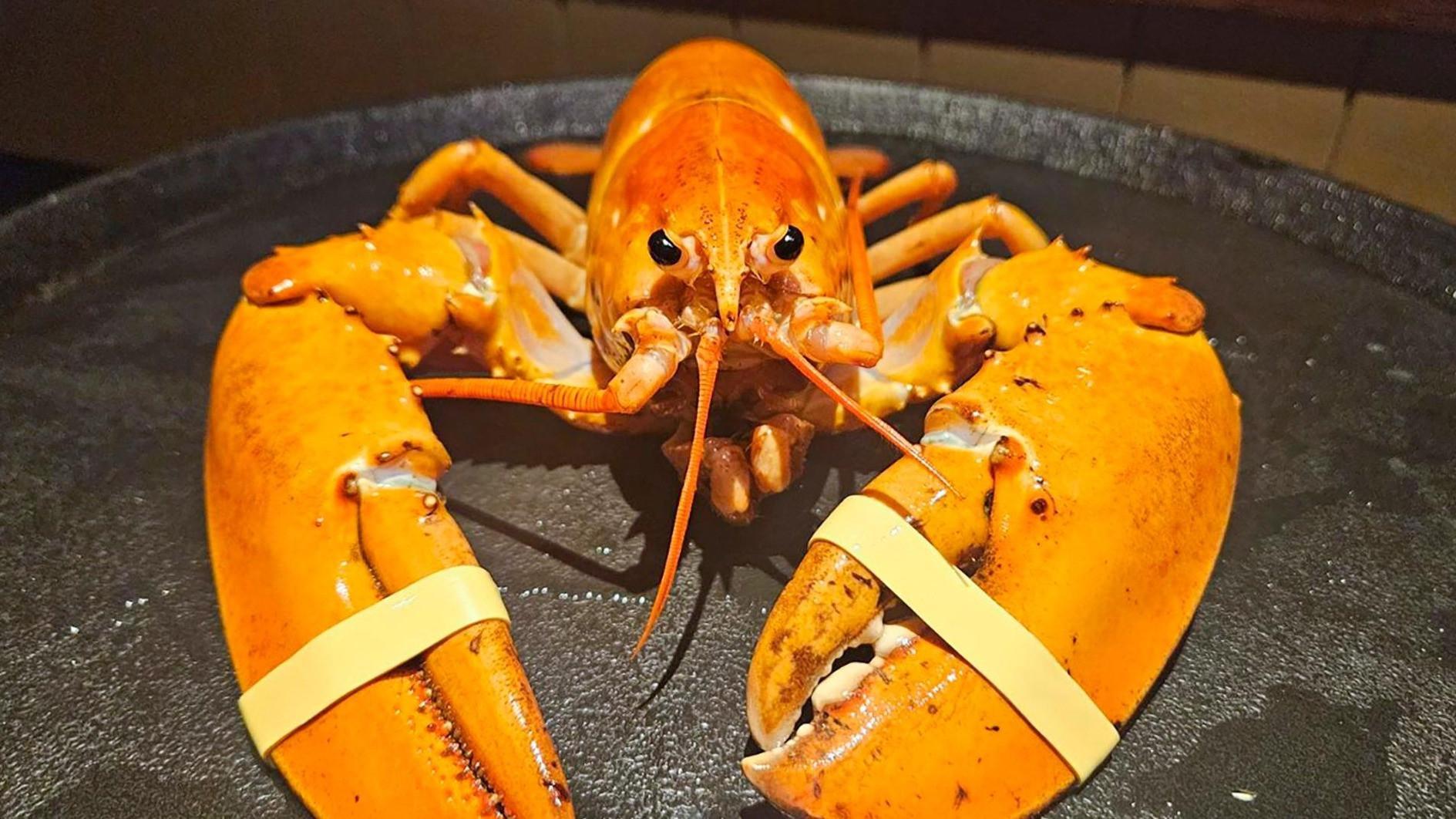 Lobster diverted from dinner plate to aquarium