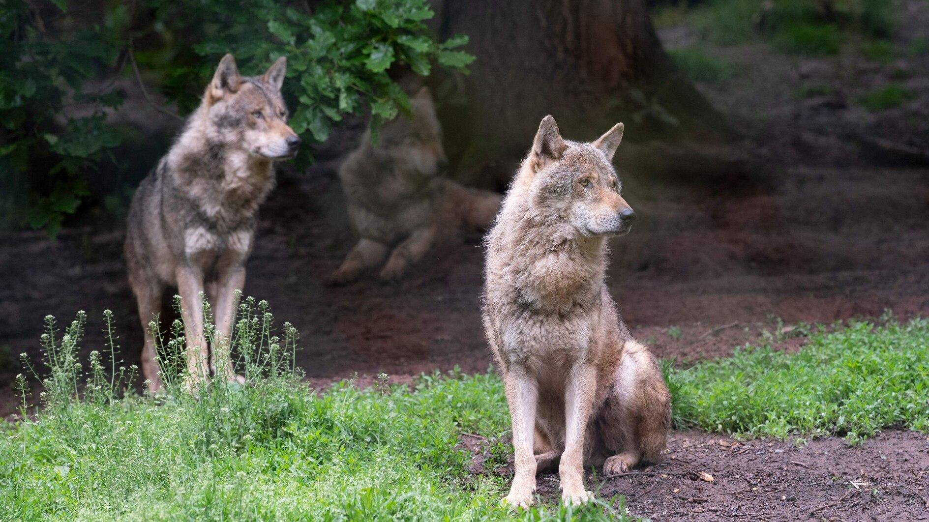 Saint or devil: Return of wolf stirs debate in Europe