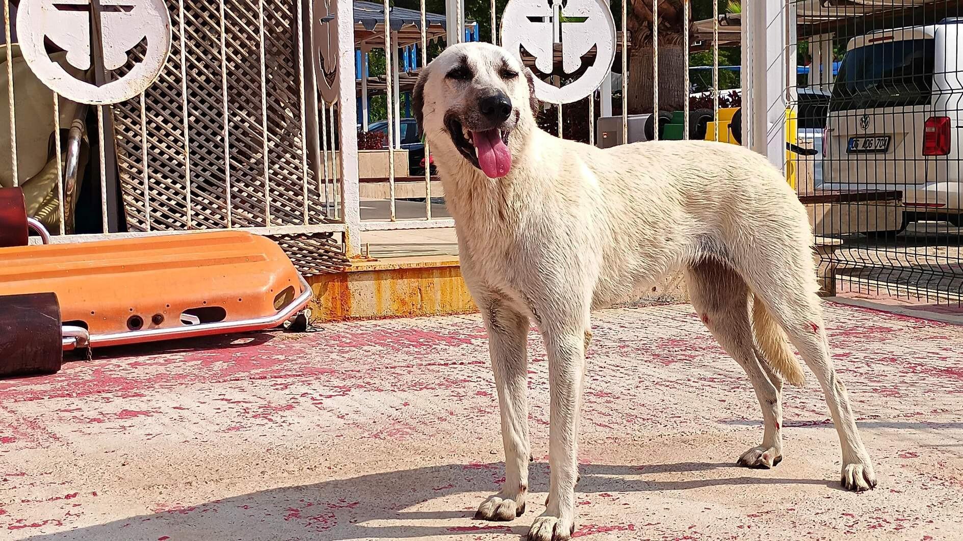 Stray dog bill passes parliamentary committee