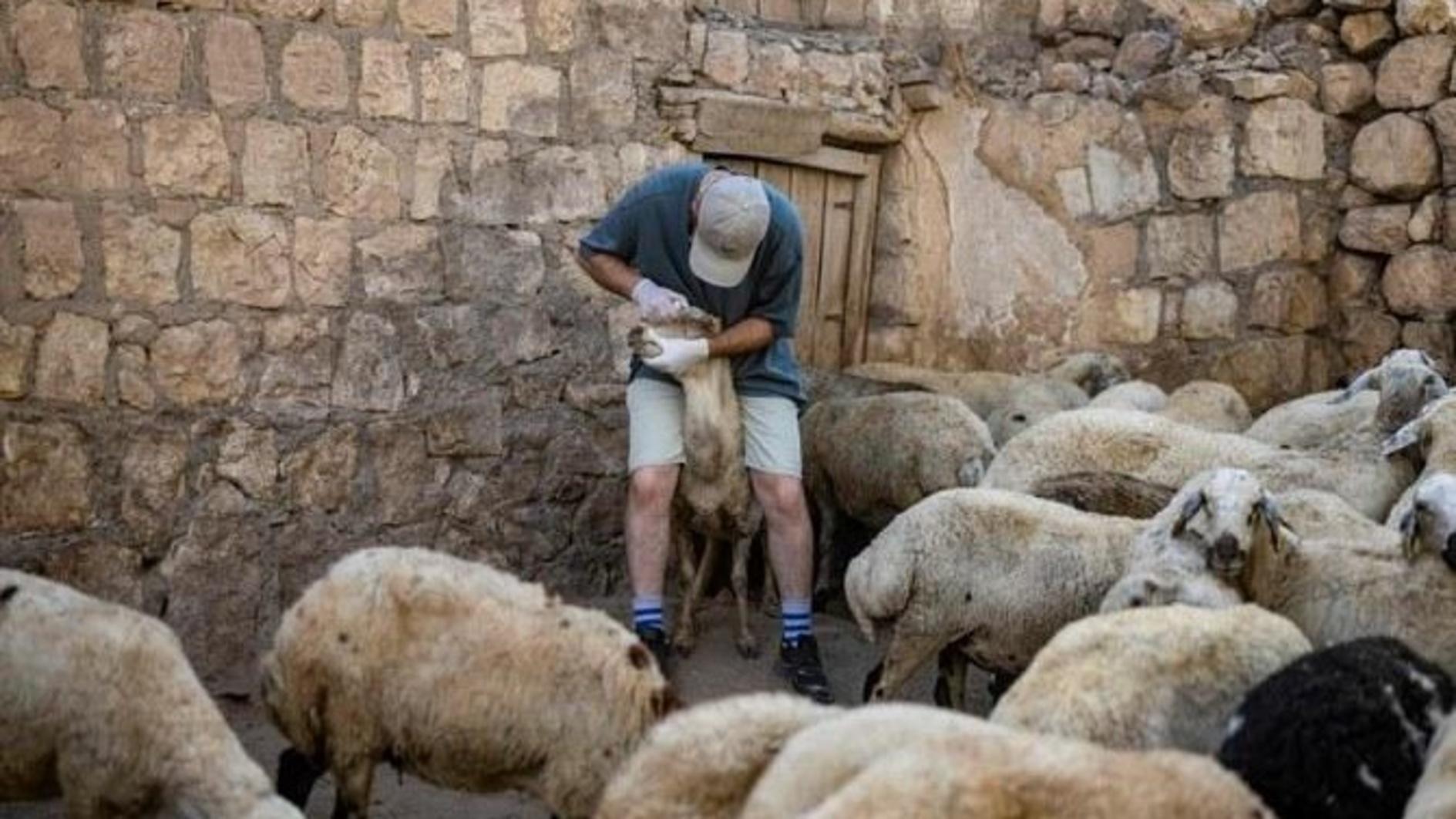Greece announces restrictions to combat goat plague outbreak