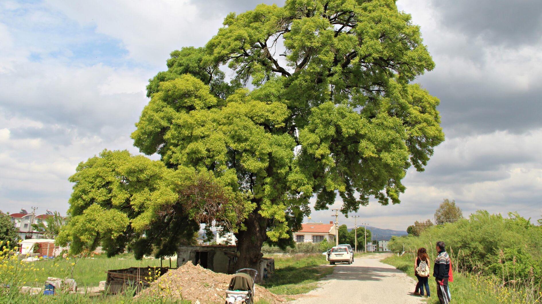 Monumental trees shed light on country’s natural heritage