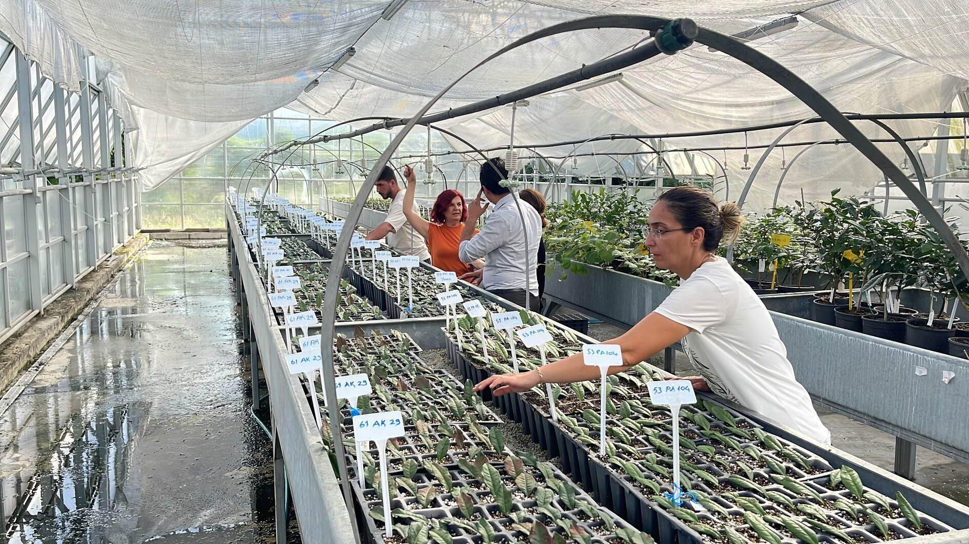 Project launched to identify drought-tolerant tea varieties