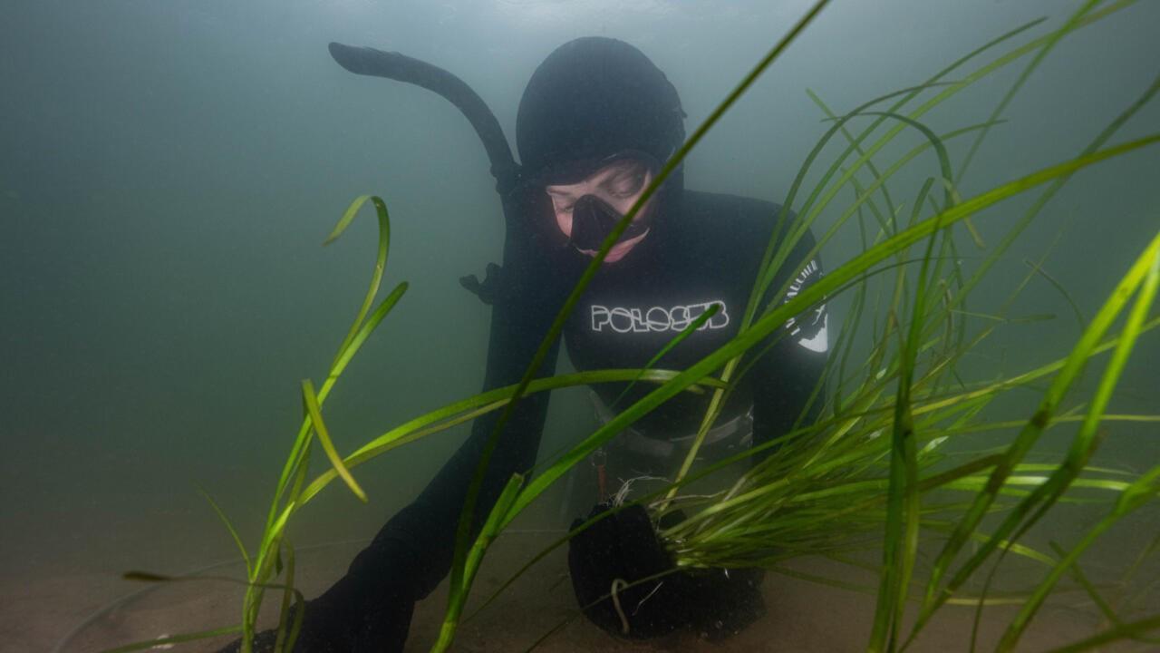 Researchers discover 1,400-year-old seagrass in Finland