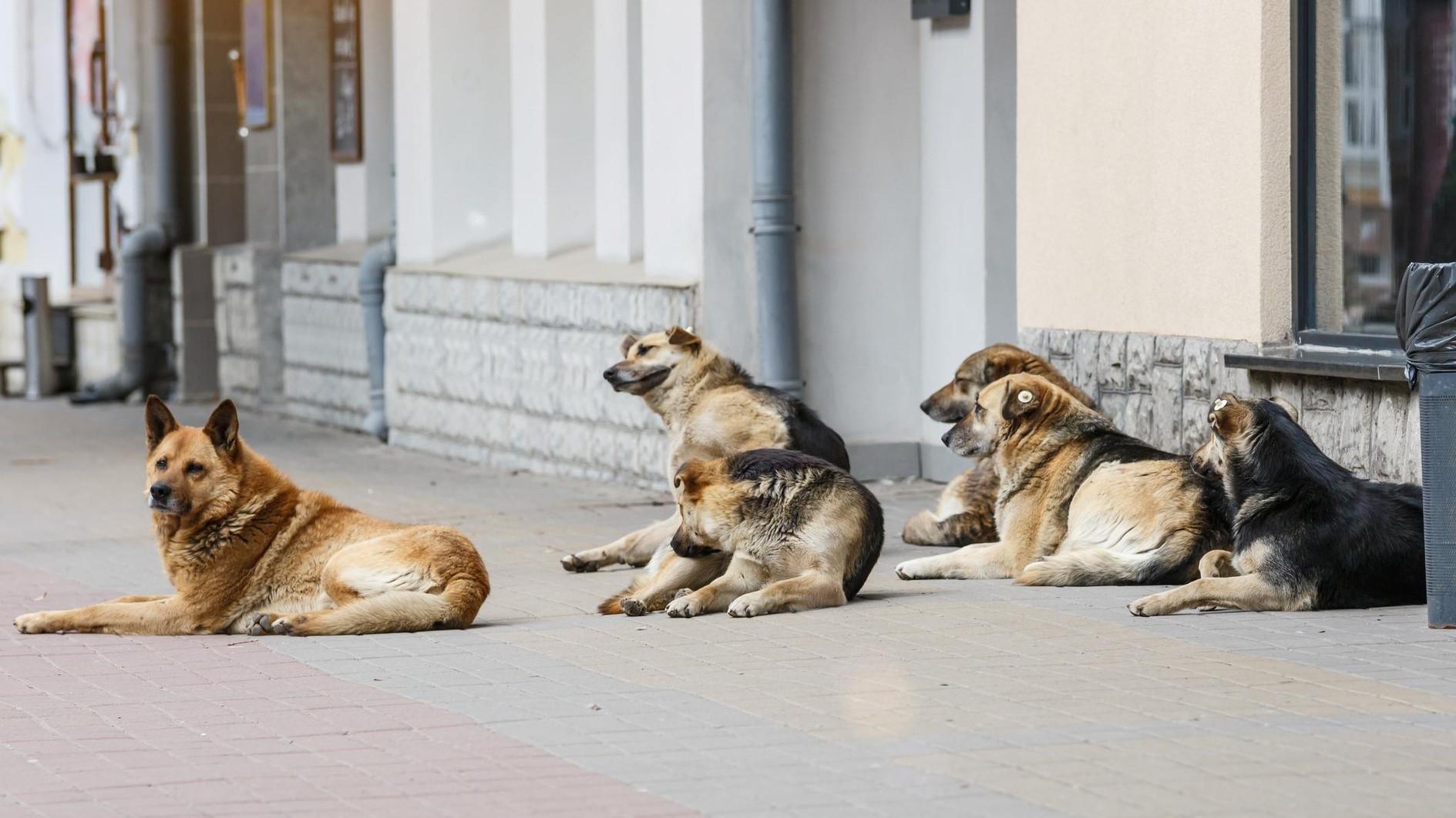 CHP applies to top court to annul law on stray dogs