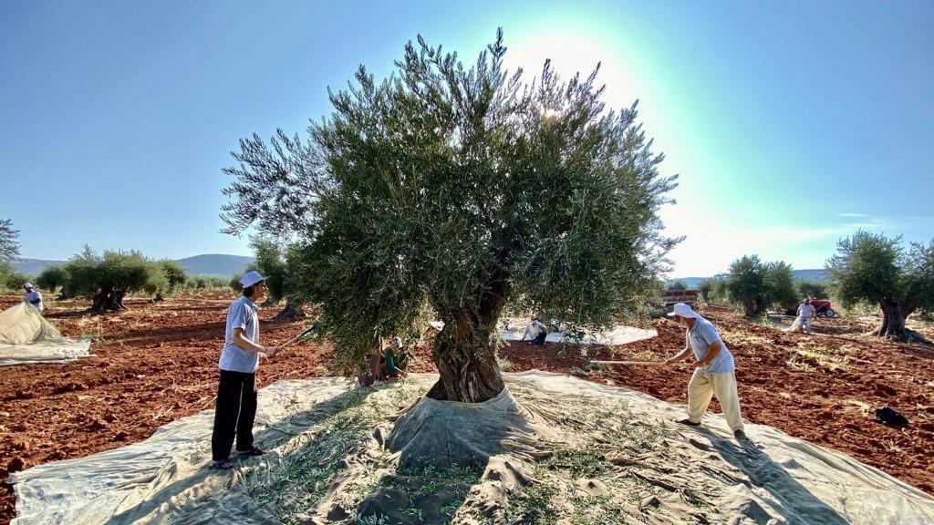 Olive oil producers focusing on US, Australia, Japan