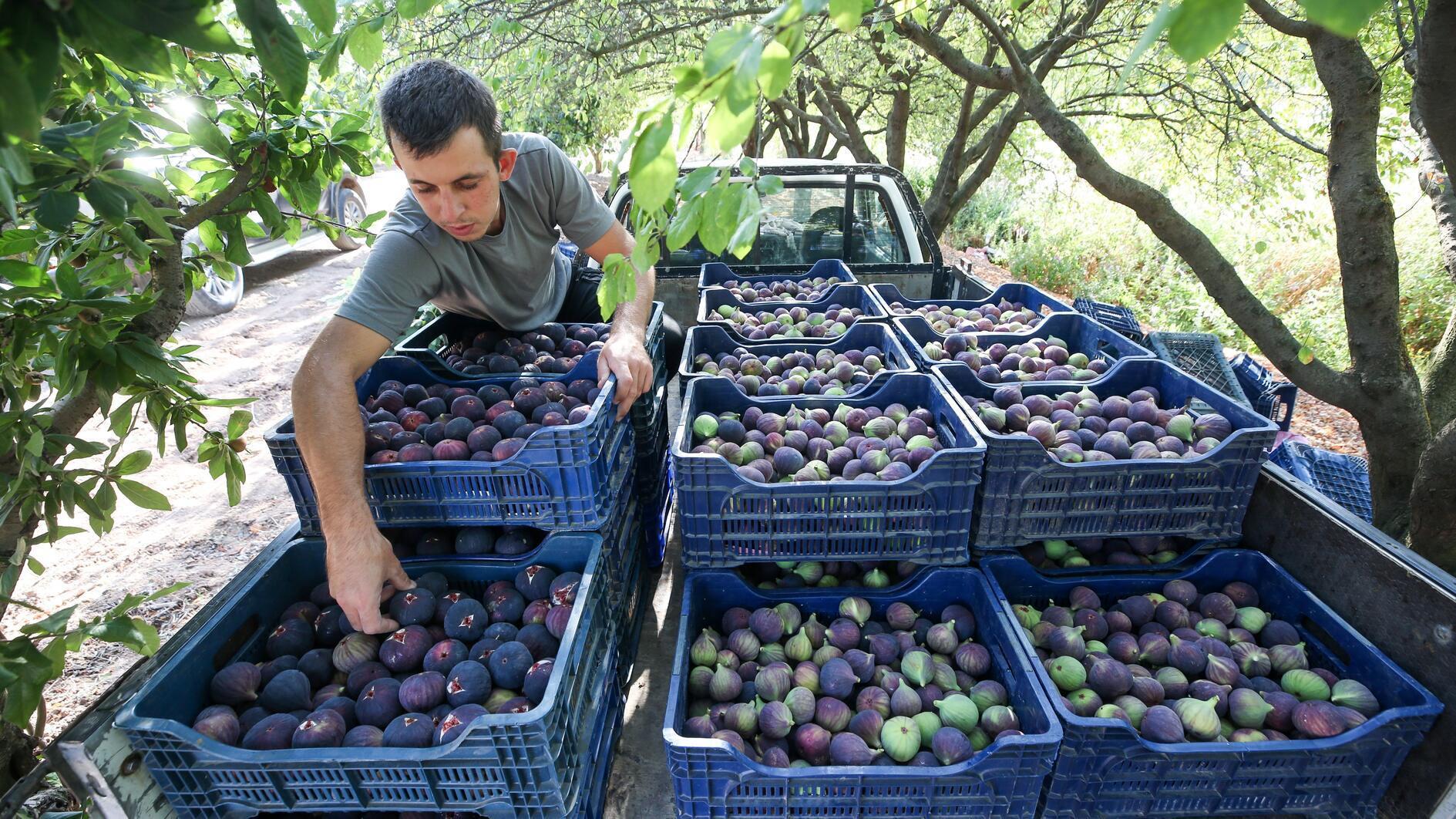 Bursa’s black figs gear up for journey to Europe