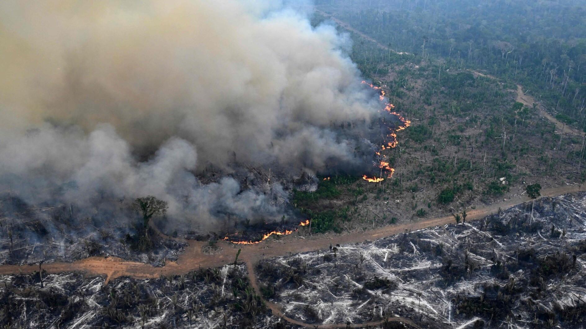 Amazon forest loses area the size of Germany and France
