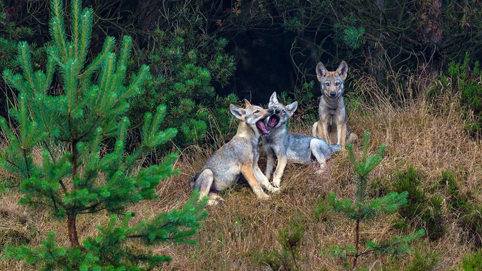 EU states back plan to downgrade wolf protection status