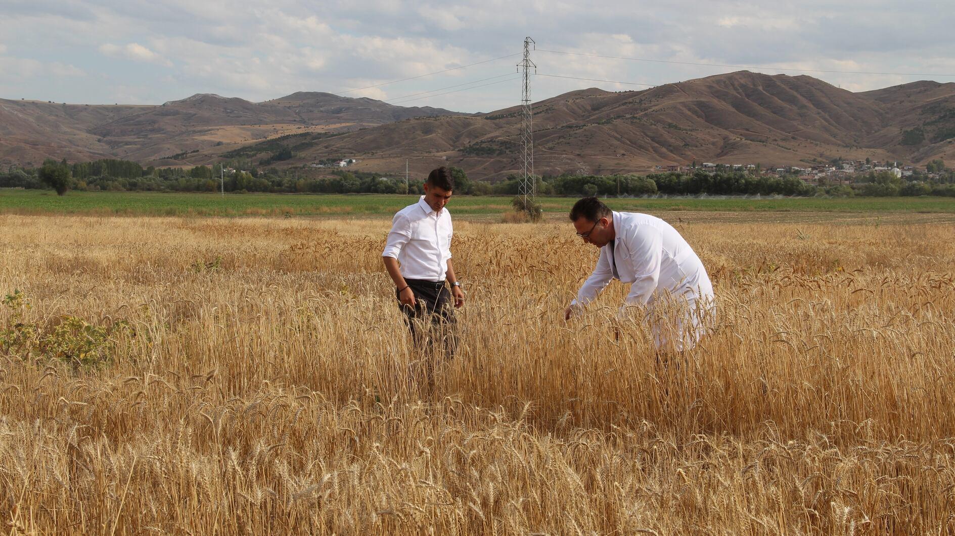 Scientists develop new wheat varieties after 14-year research