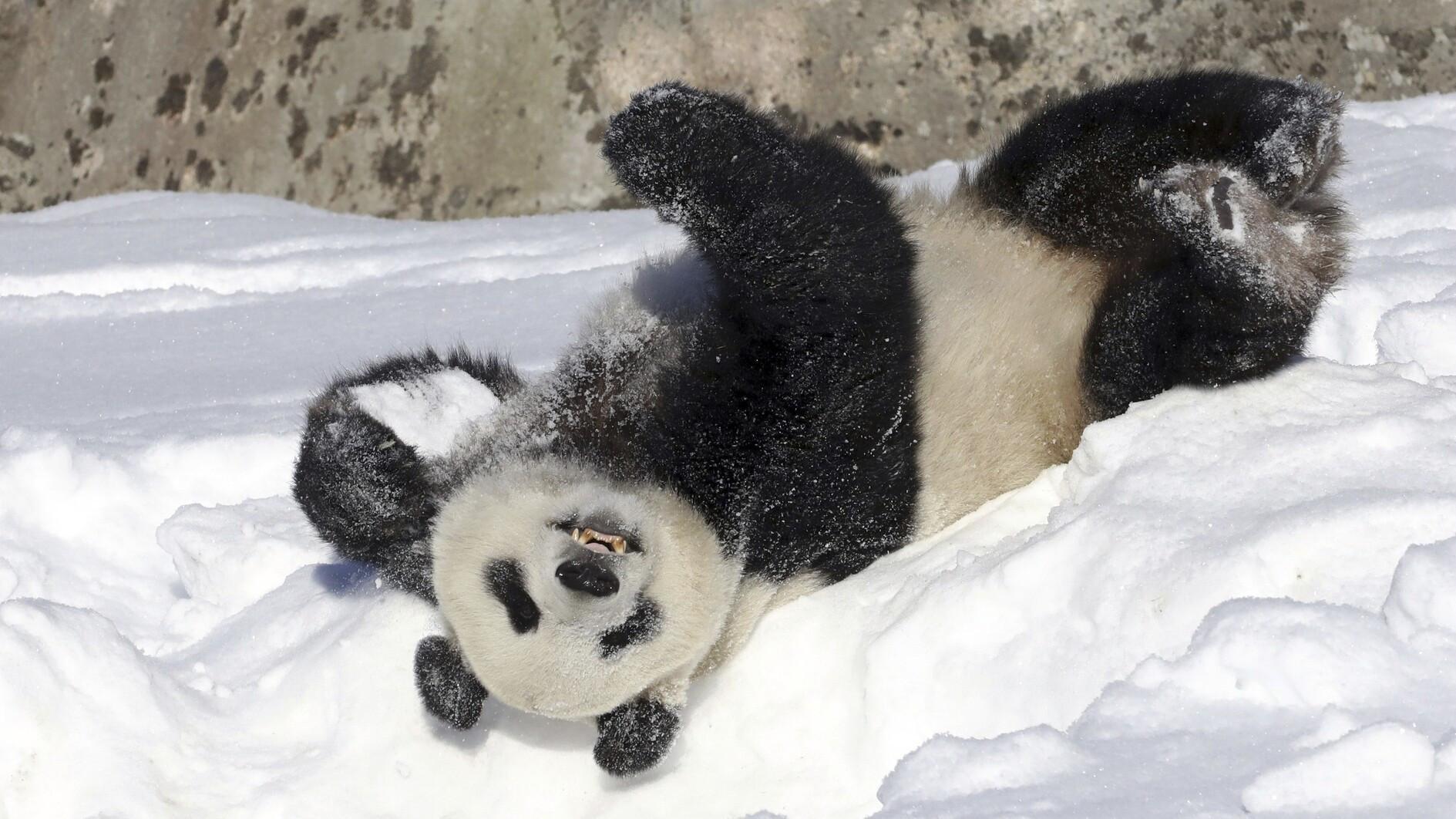 Finland zoo returns giant pandas to China