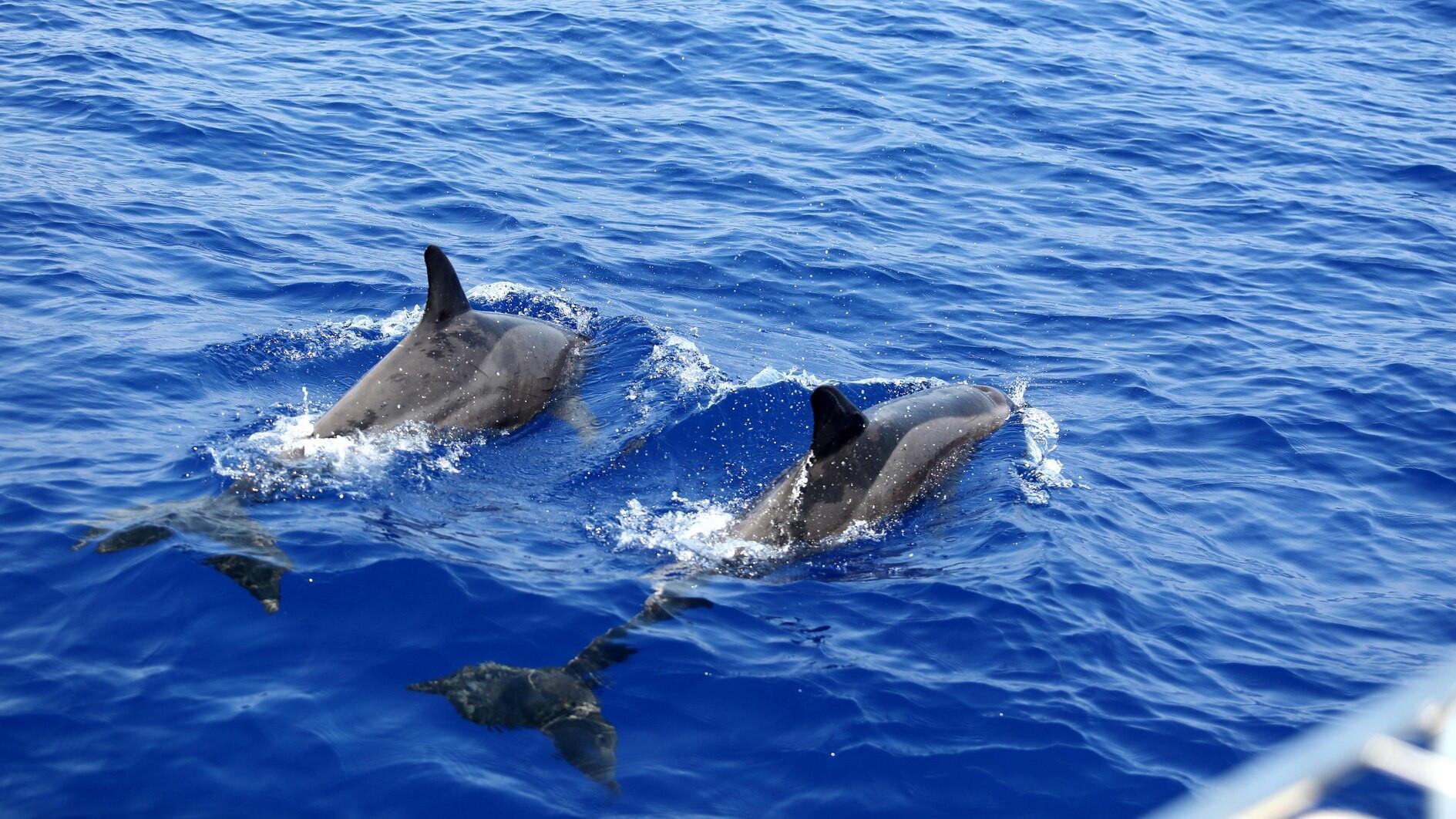 Researchers discover new dolphin species in Türkiye