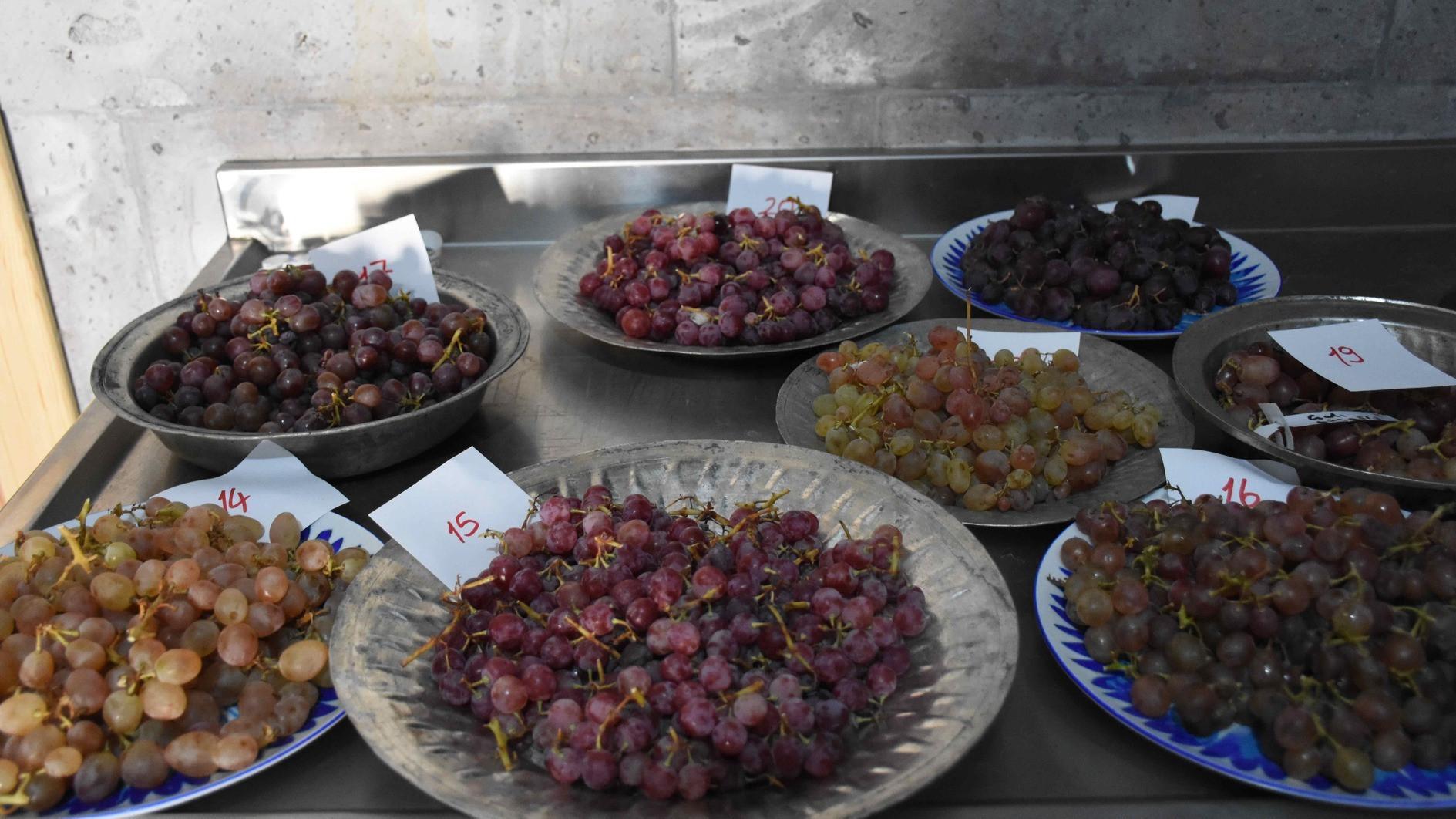 Efforts ongoing to promote traditional viticulture in Aksaray
