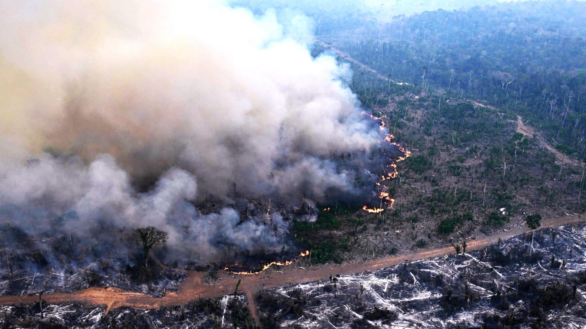 Deforestation accelerates amid global concerns