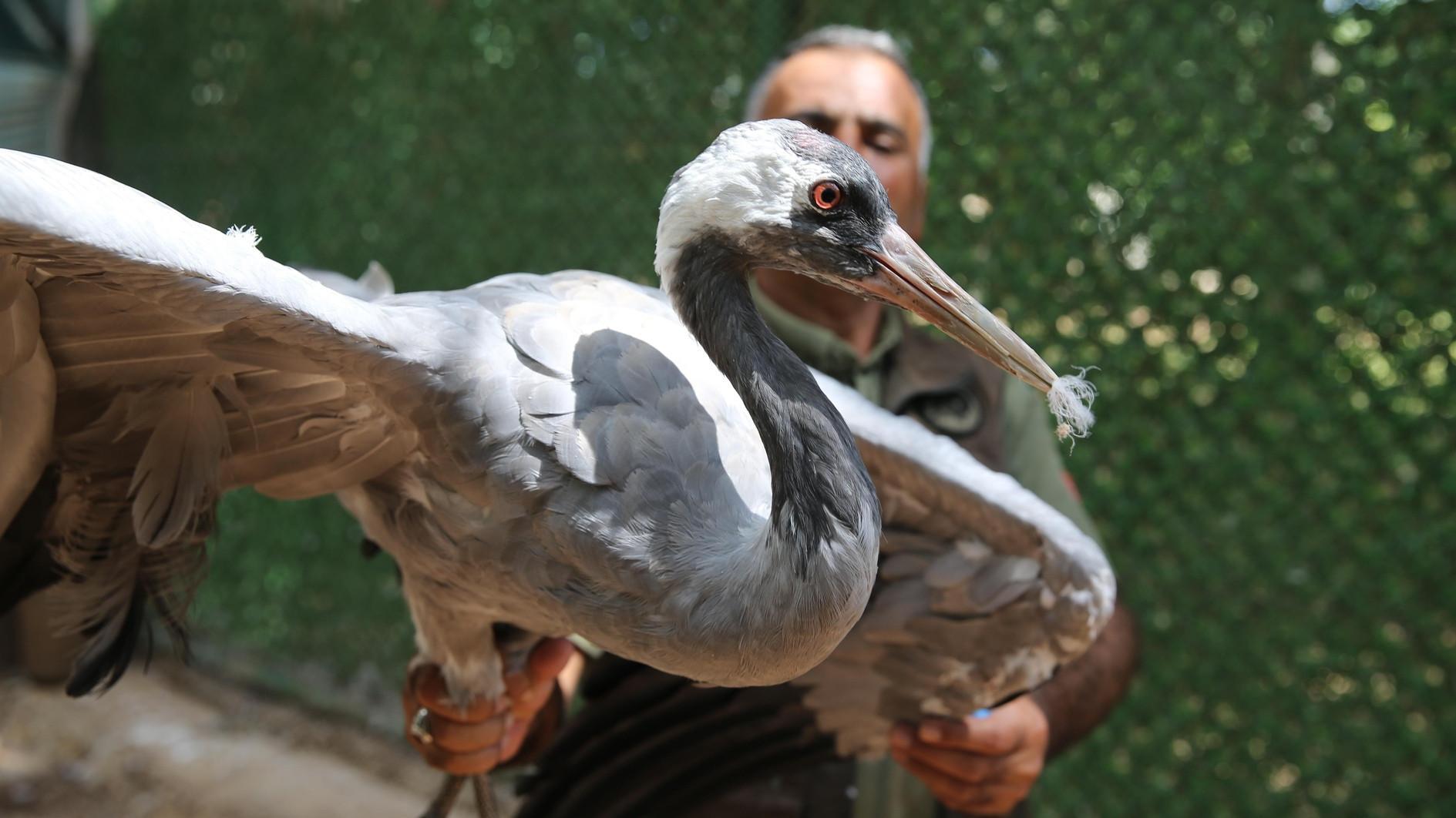 Center provides care for blind crane