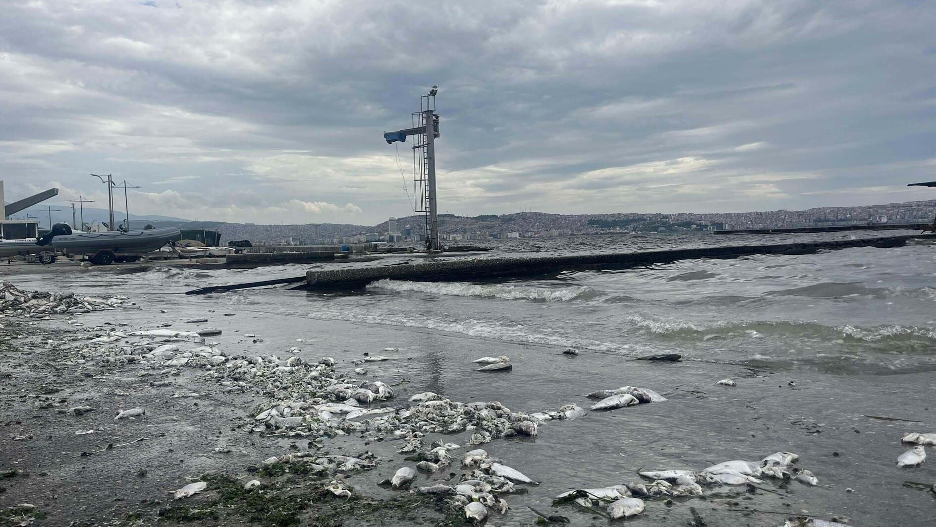 Ministry launches action plan against pollution in İzmir Gulf