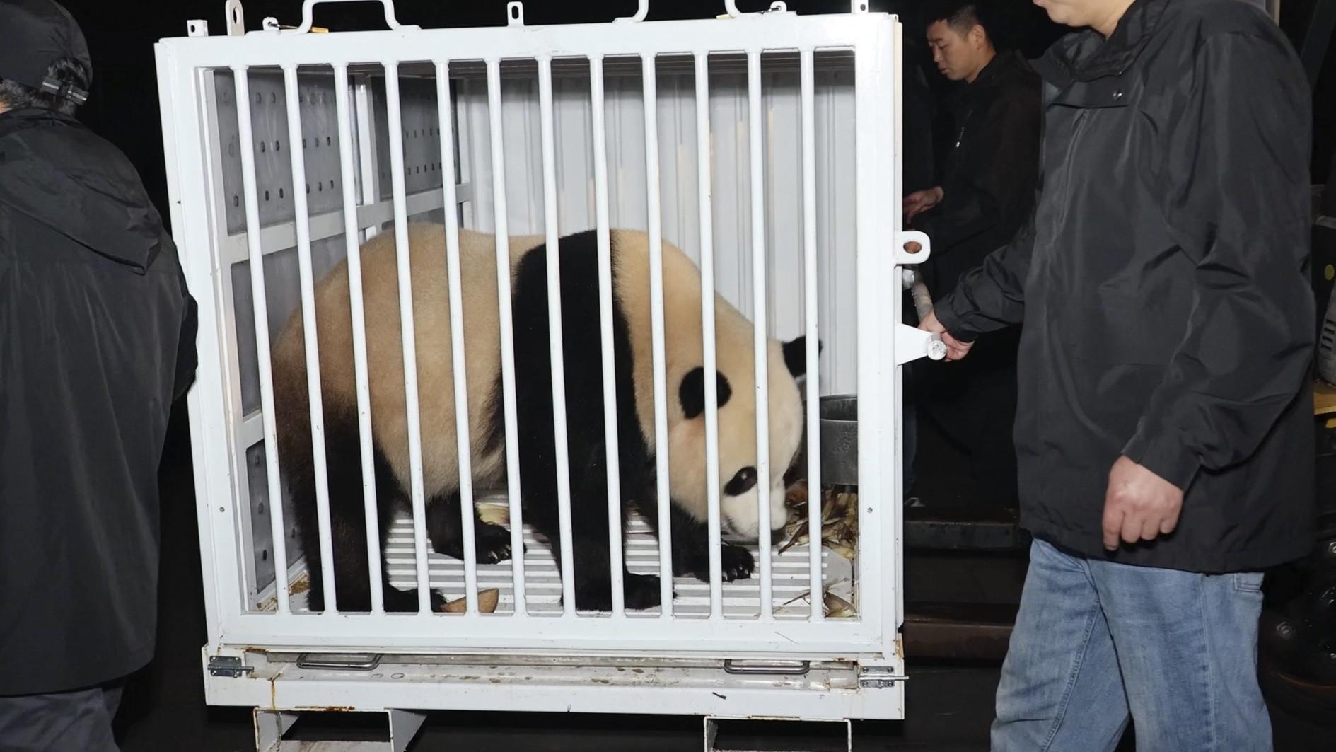 Pandas are coming: Two new bears depart China for US capital