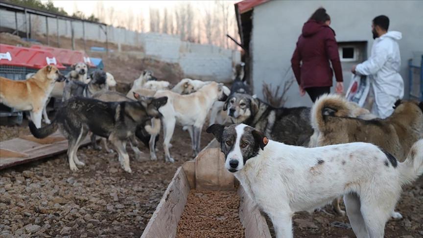 Probe launched in Kırklareli after mass animal deaths