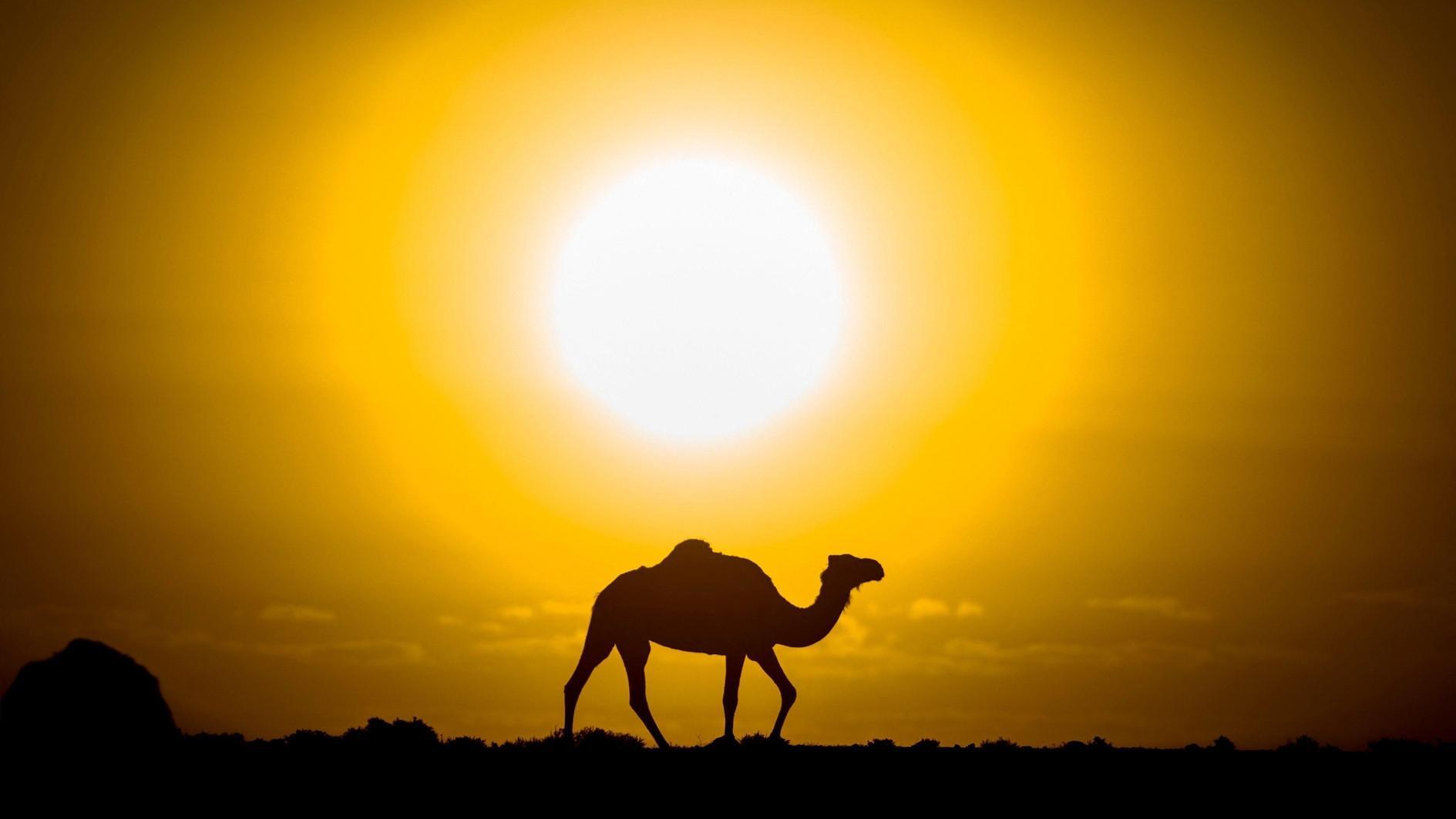 UN envoy proposes partitioning Western Sahara