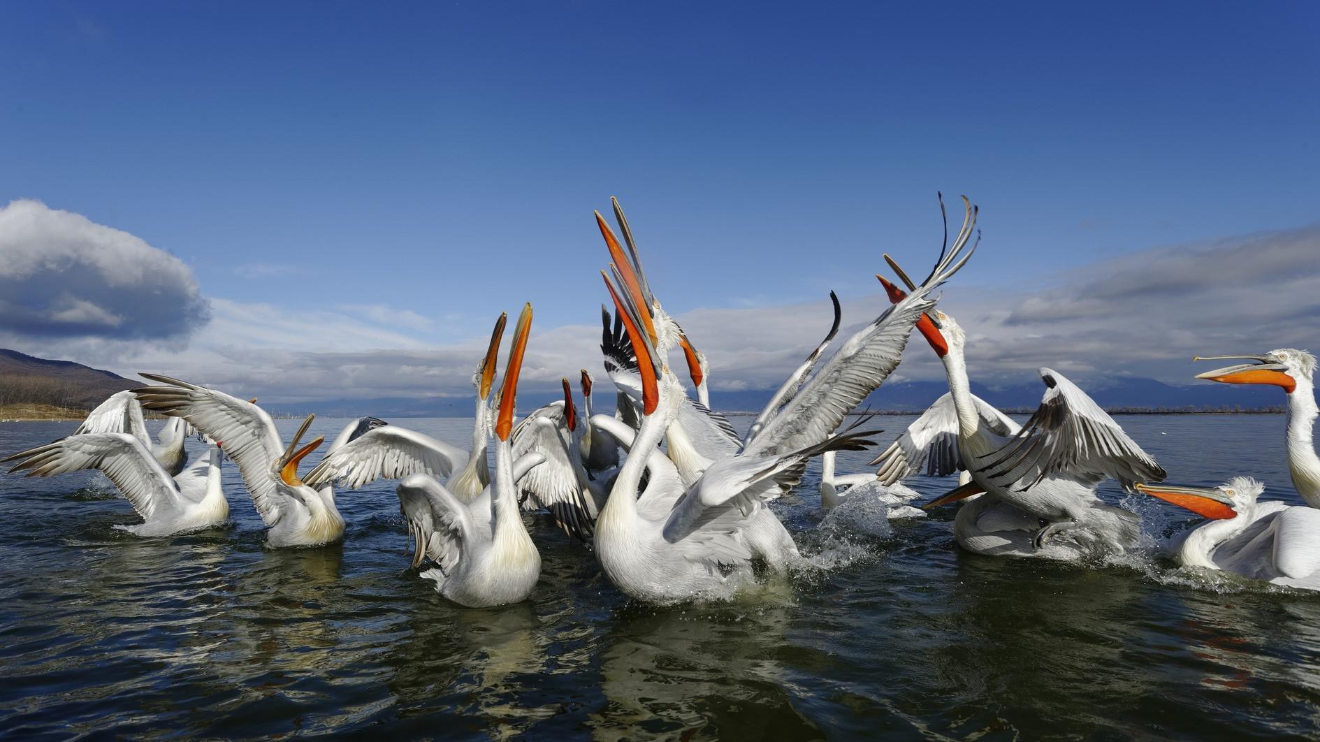 Pelican migration disrupted in Türkiye due to feeding: Expert