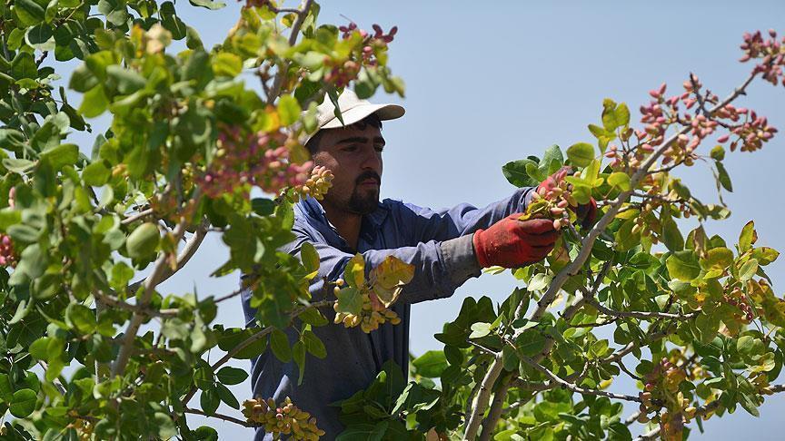 Gazianteps pistachios earn 2nd place on renowned gastronomy list