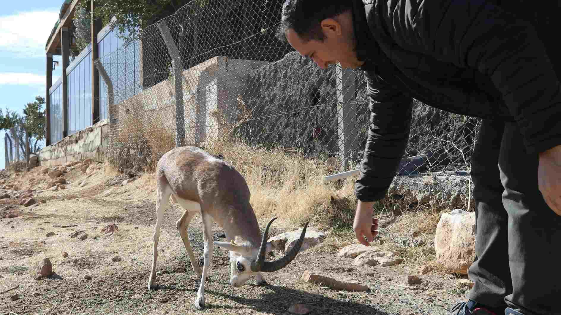 Cumali the mascot of gazelle breeding station