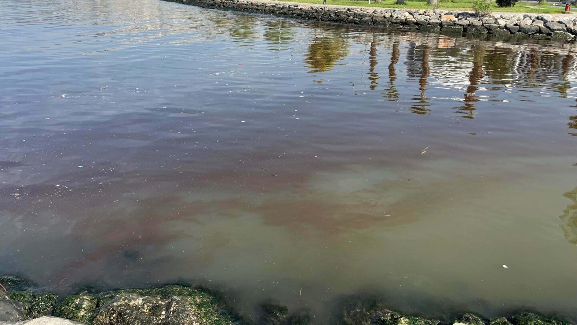 Scientists, local officials to convene on Gulf of İzmir pollution
