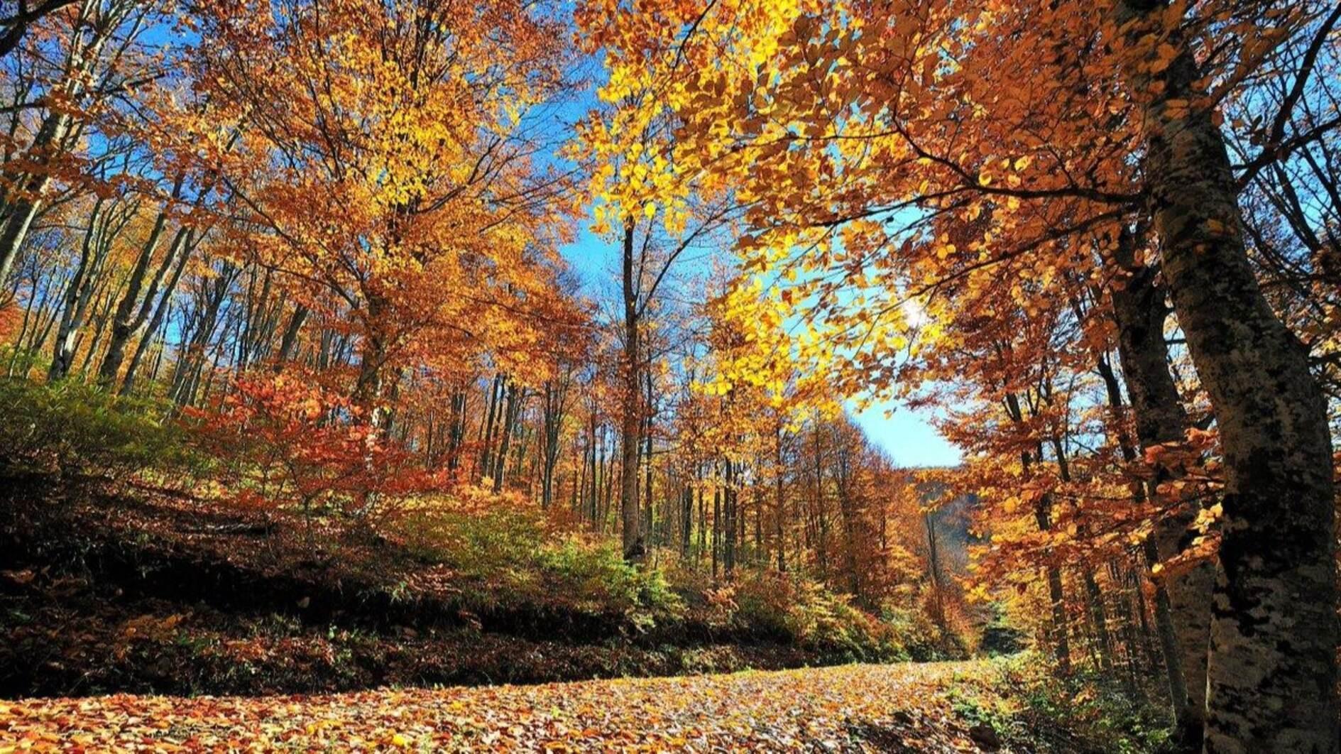 ‘Türkiye’s forests produce 44 mln tons of oxygen annually’