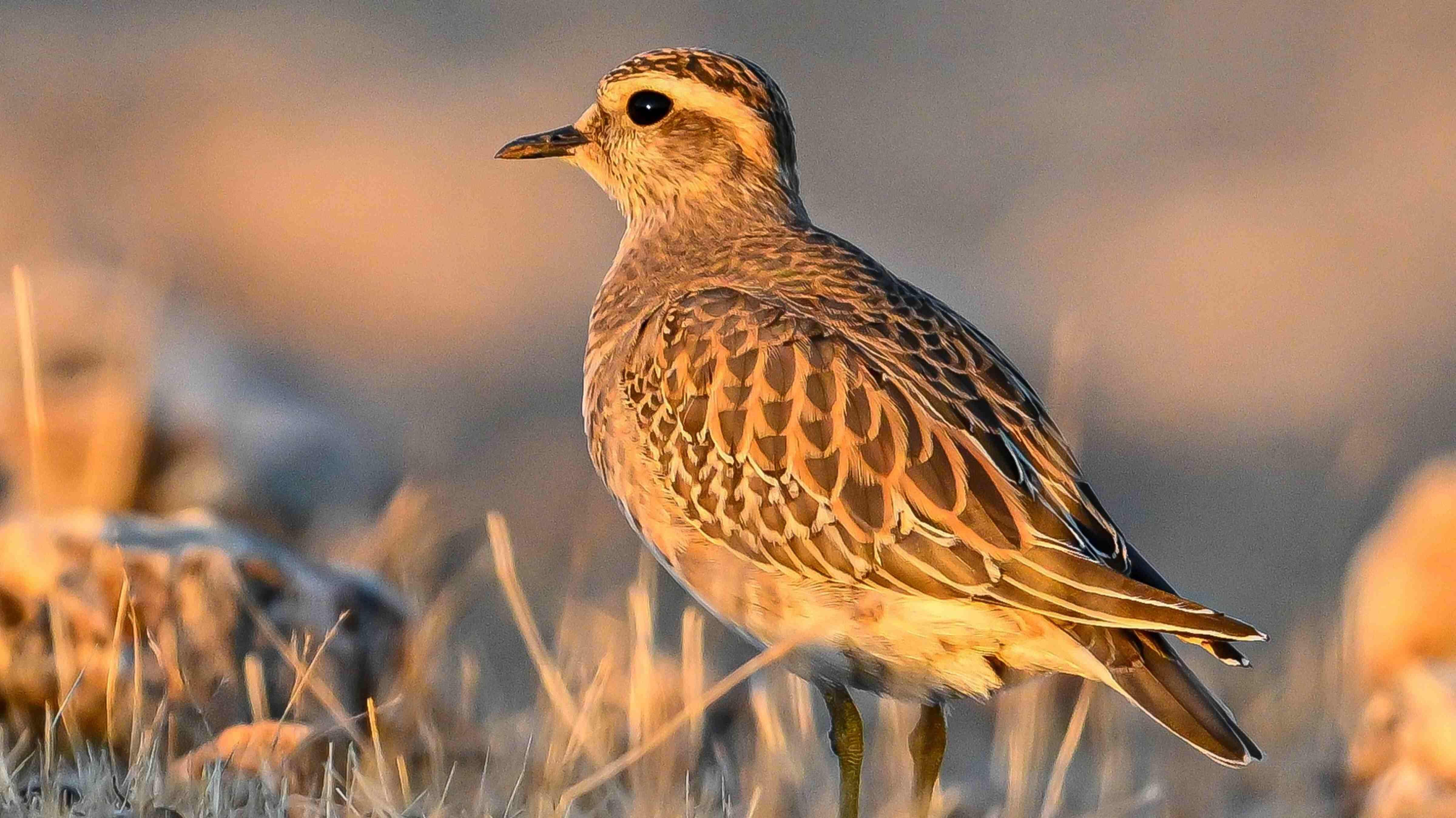 Rarely seen bird species spotted in Şanlıurfa