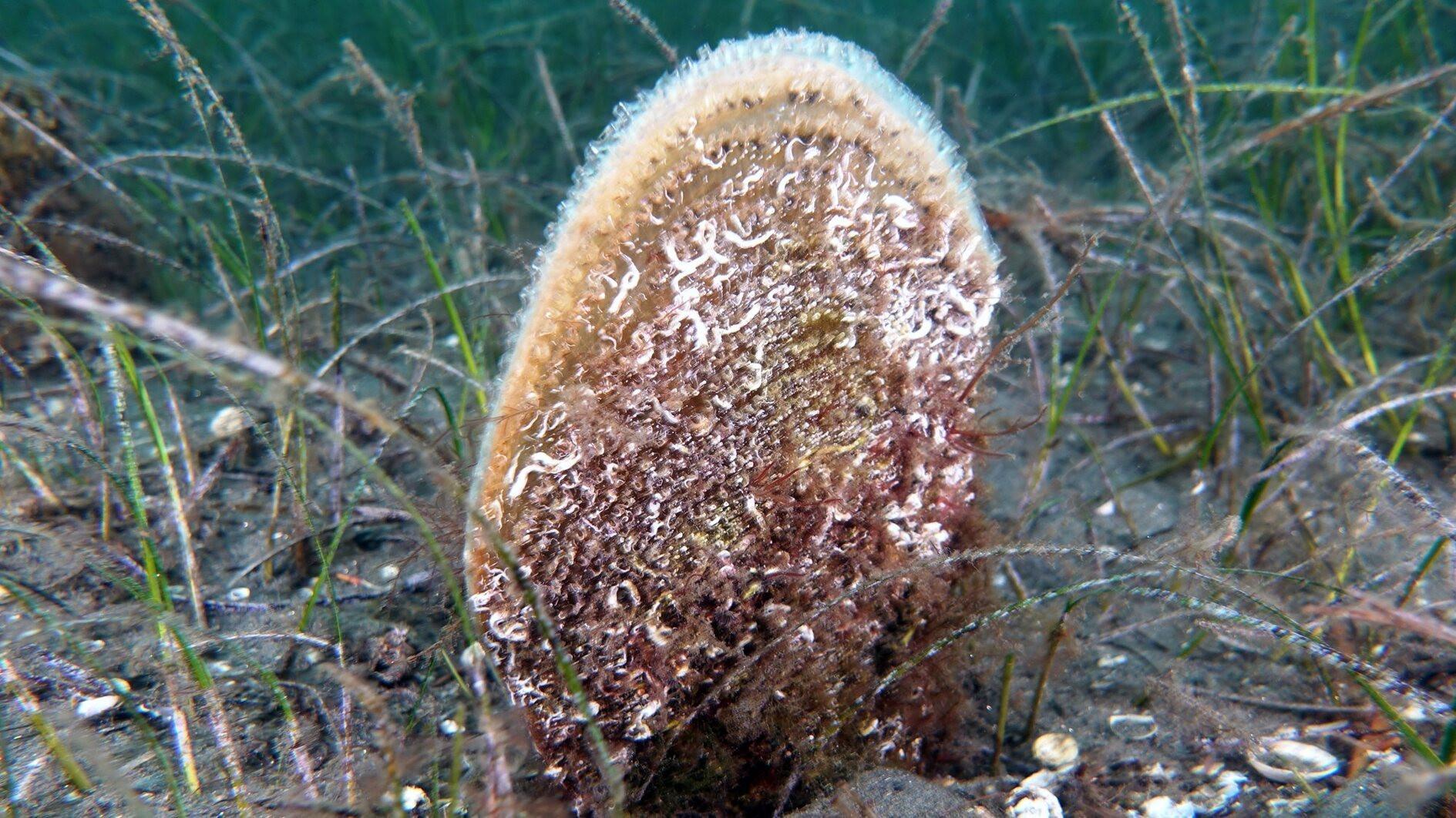 Pina project makes breakthrough in Marmara Sea conservation