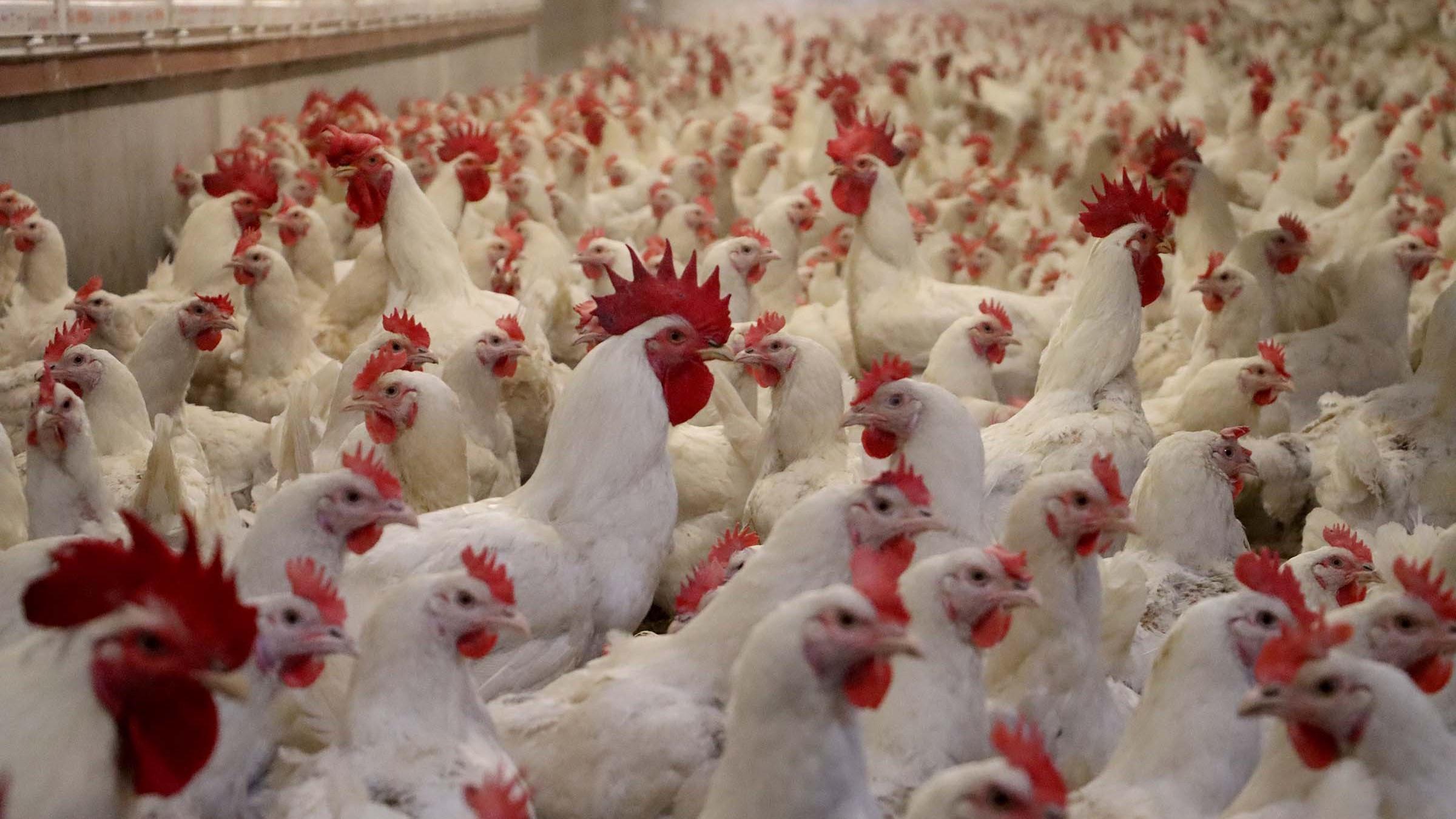 No risk to humans from bird flu in Türkiye, says expert