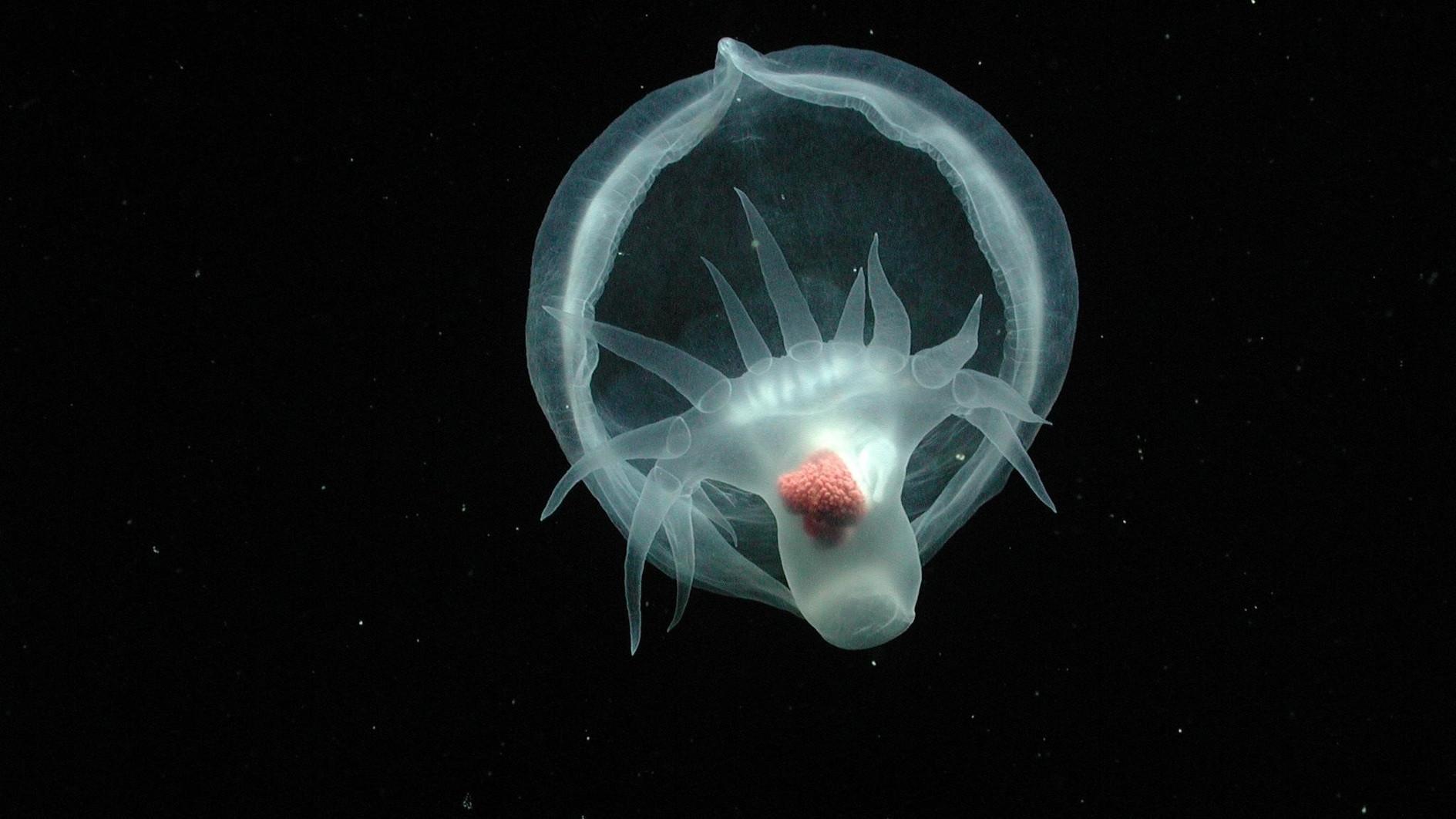 Researchers discover mysterious sea slug