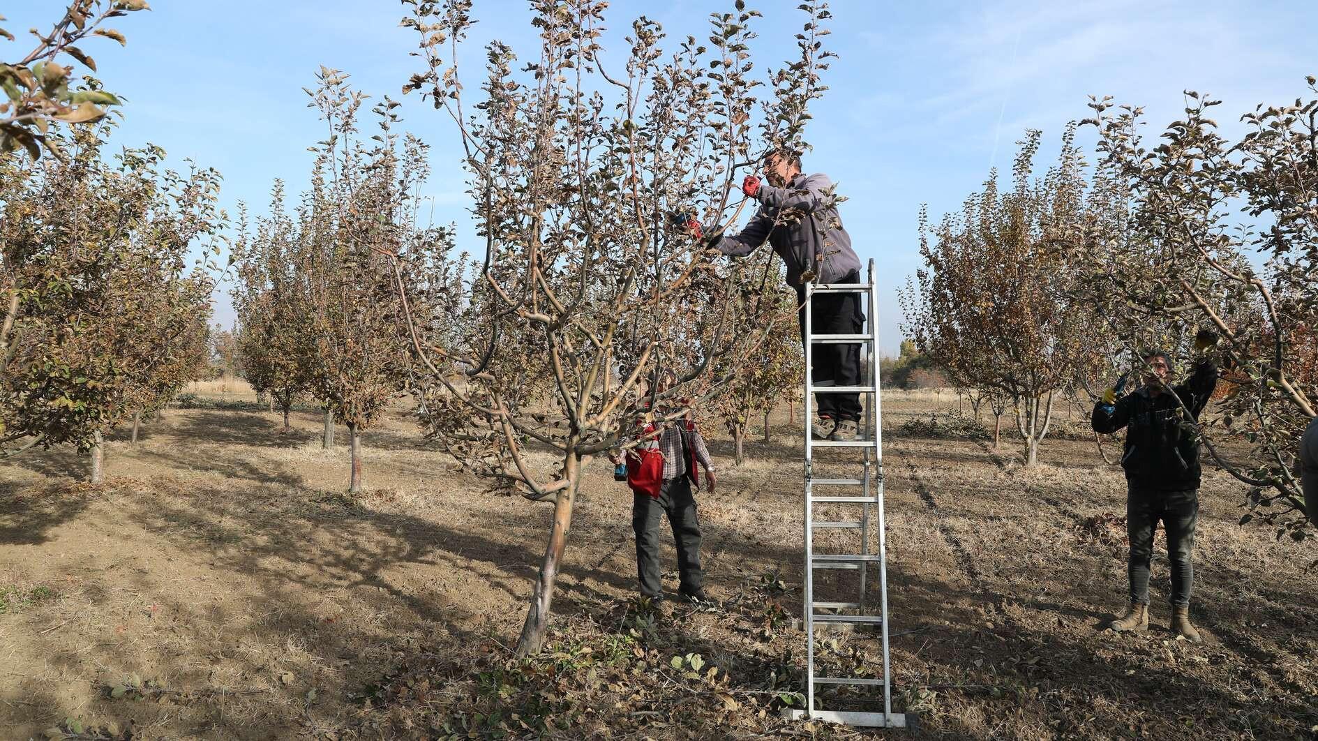 Eastern Anatolia, Black Sea fruit genetic heritage being preserved