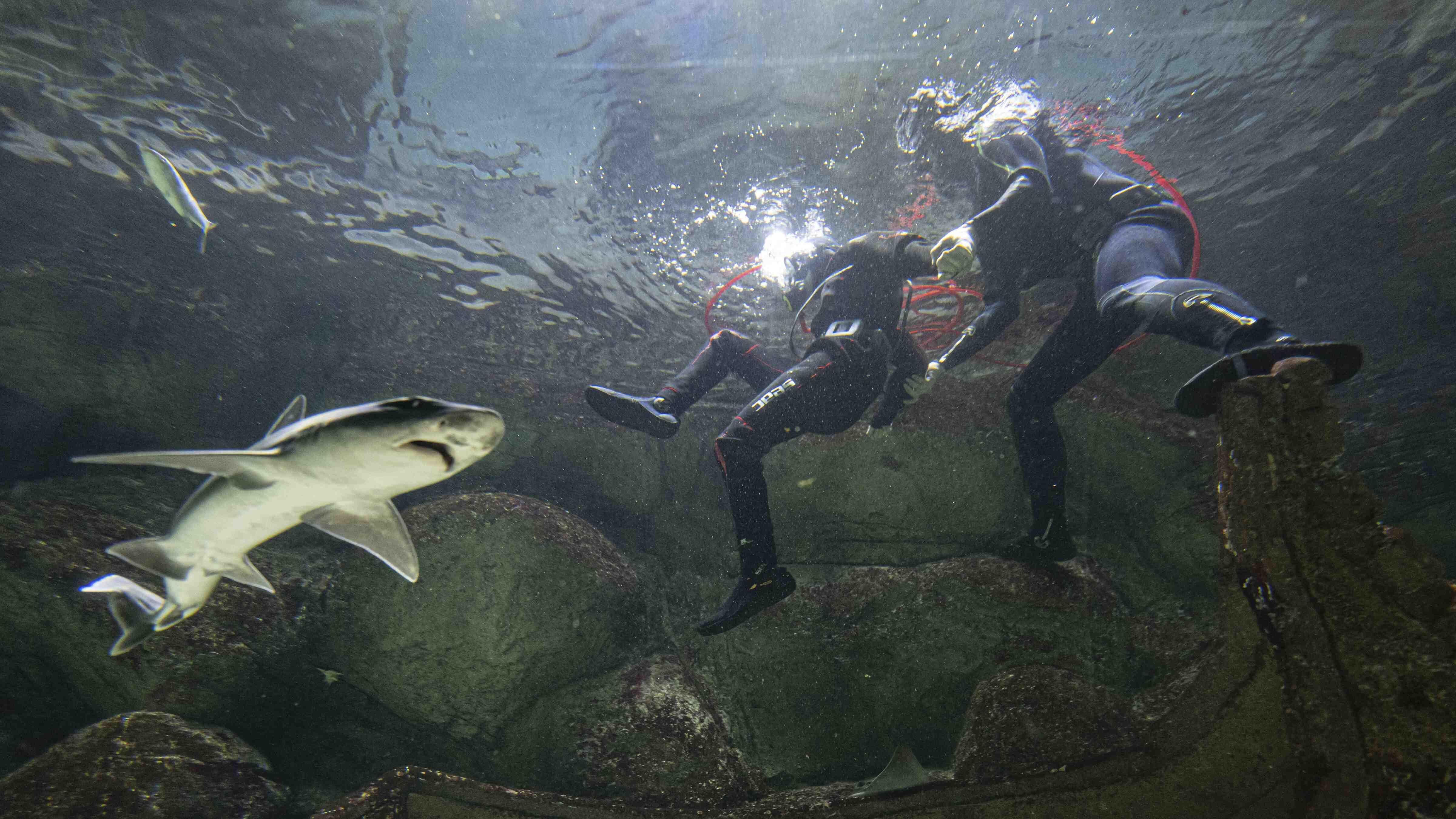 Industrial divers in landlocked Ankara hand-feed sharks, stingrays
