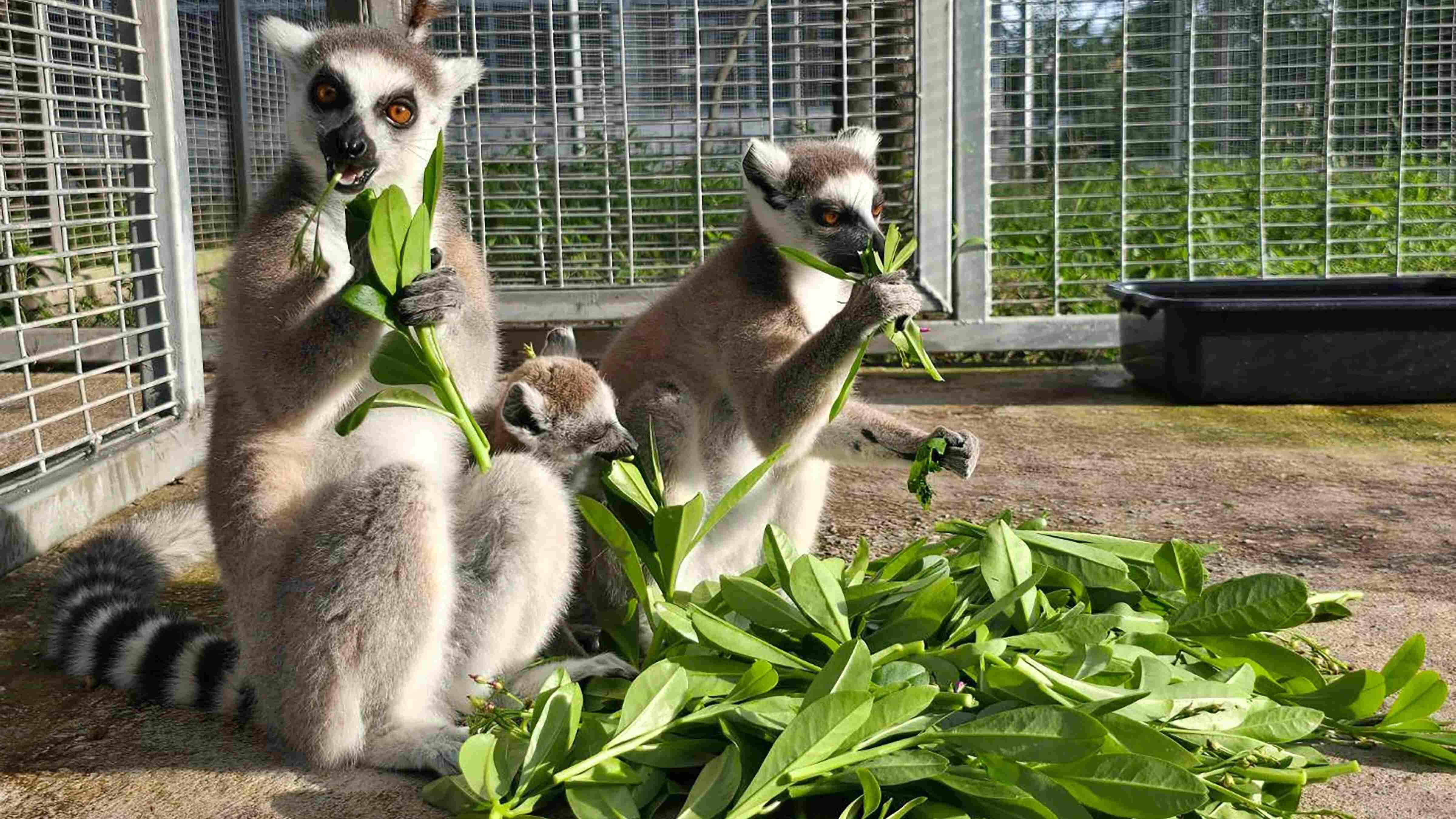 Thailand to return trafficked lemurs, tortoises to Madagascar